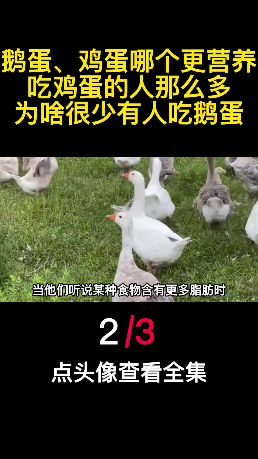 鹅蛋鸡蛋哪个更营养吃鸡蛋的人那么多为啥很少有人吃鹅蛋2