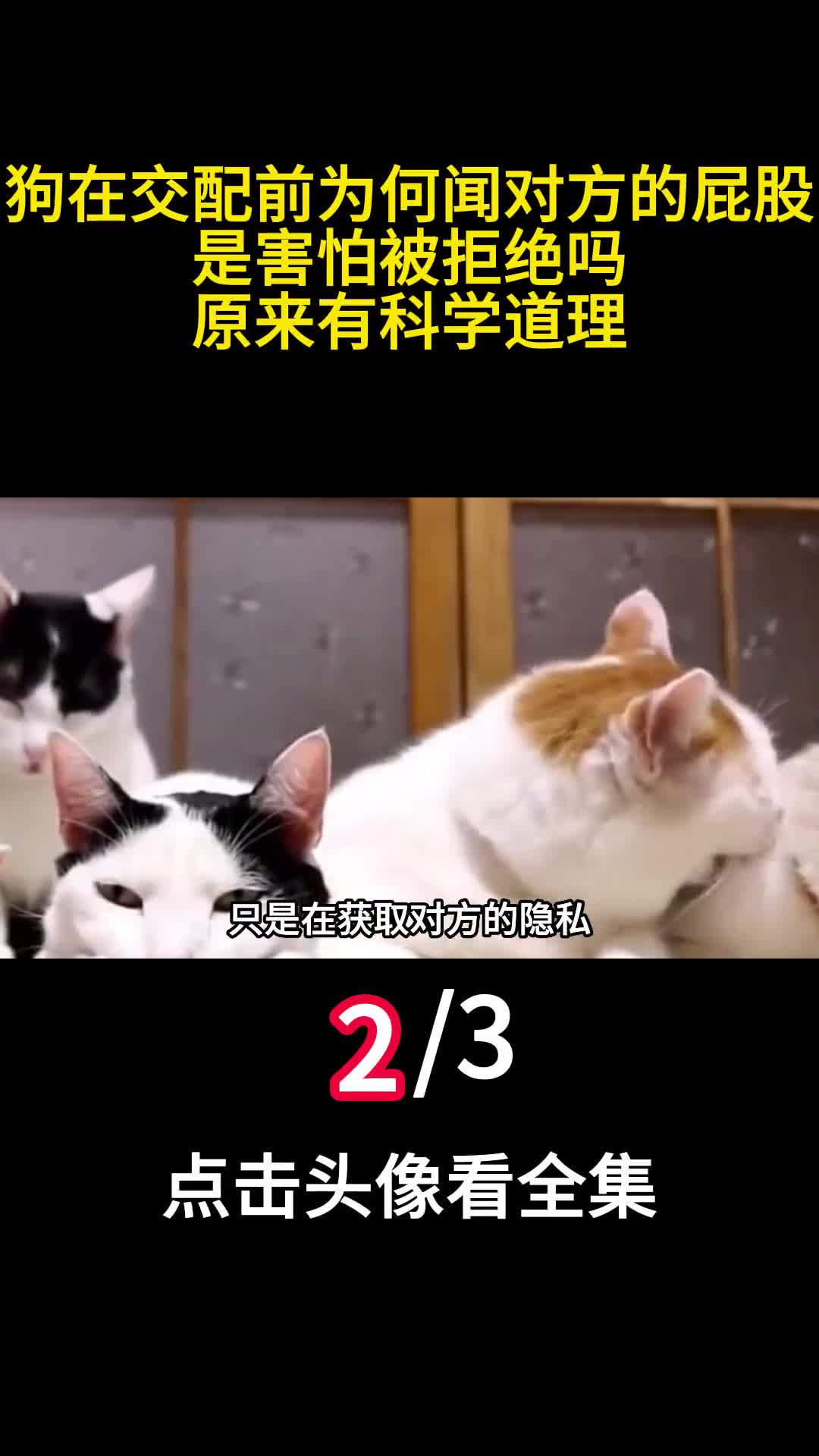 狗在交配前为何闻对方的屁股是害怕被拒绝吗原来有科学道理2