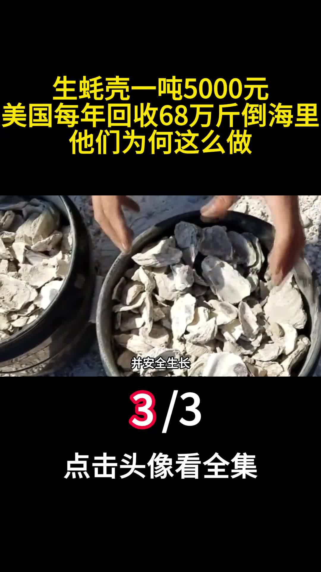 生蚝壳一吨5000元美国每年回收68万斤倒海里他们为何这么做3