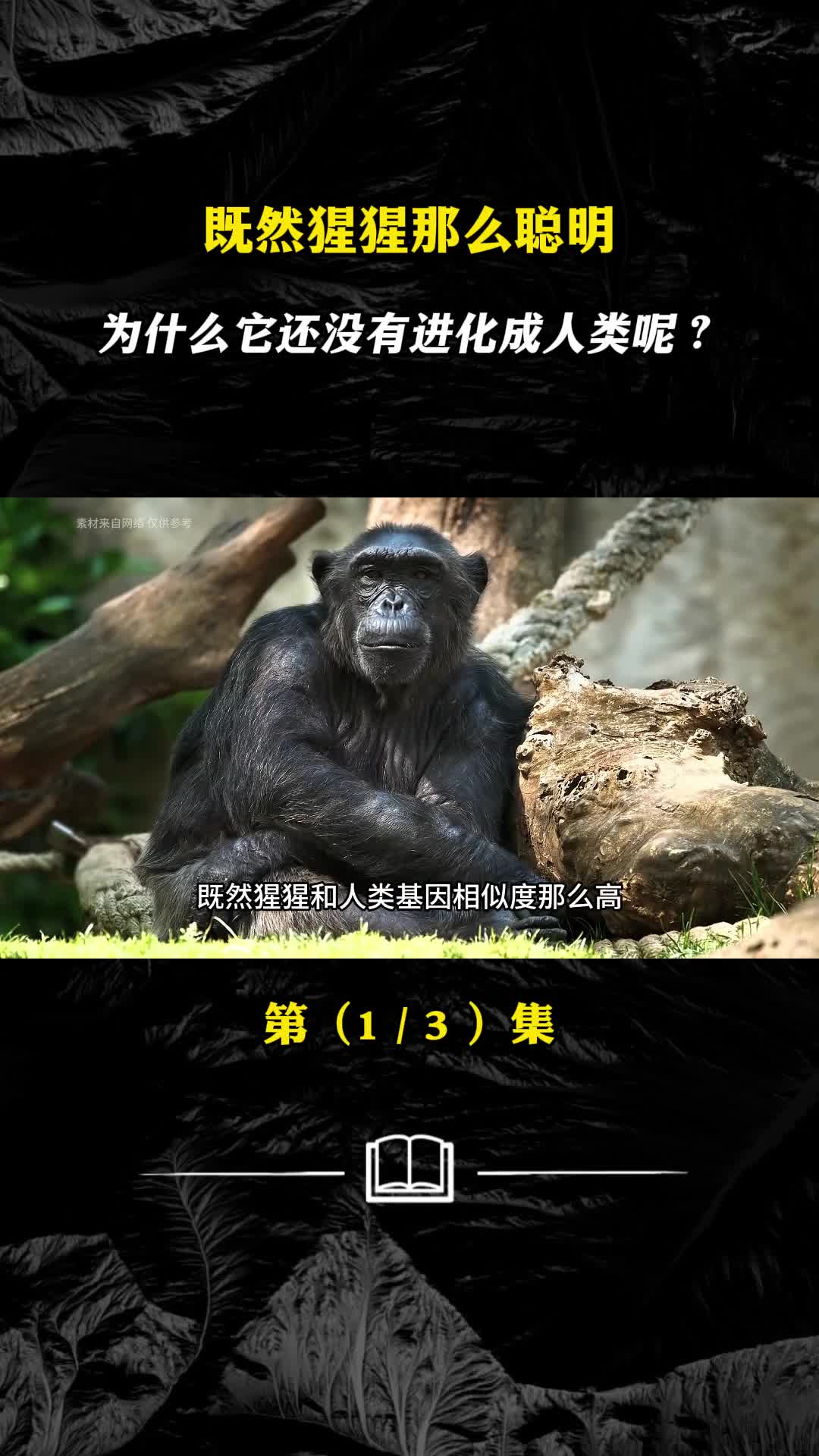 既然猩猩那么聪明为什么它还没有进化成人类