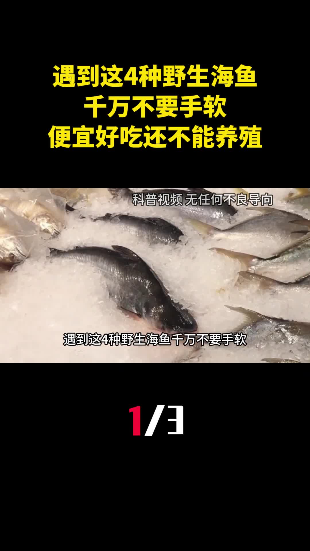 遇到这4种野生海鱼千万不要手软便宜好吃还不能养殖1