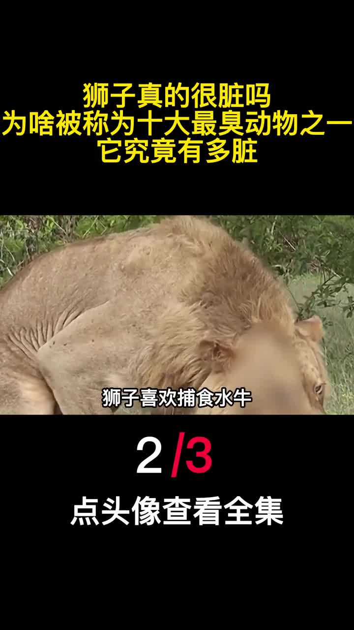 狮子真的很脏吗为啥被称为十大最臭动物之一它究竟有多脏2