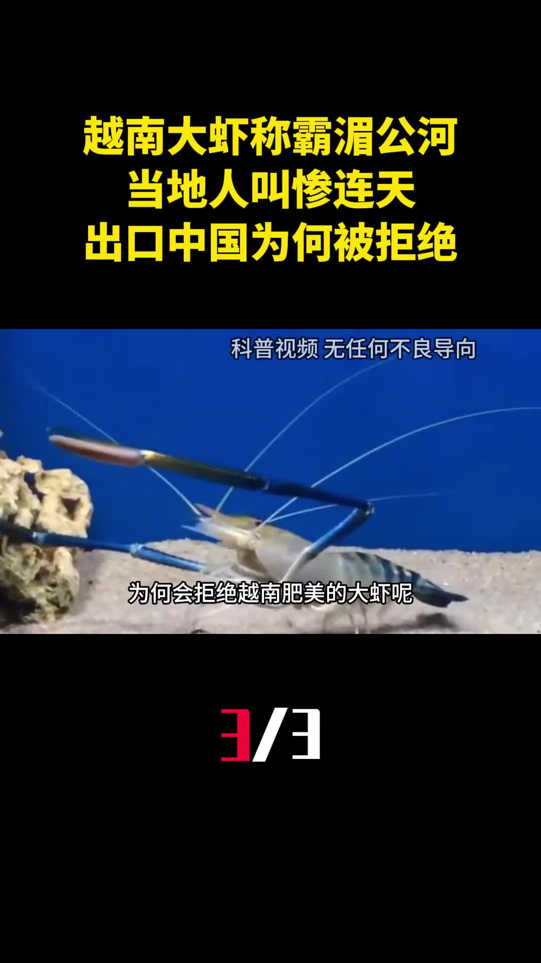 越南大虾称霸湄公河当地人叫惨连天出口中国为何被拒绝3