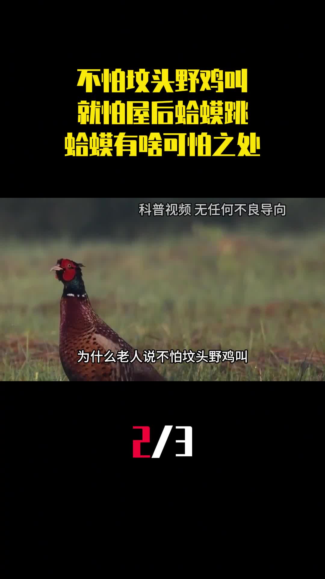 老话说不怕坟头野鸡叫就怕屋后蛤蟆跳蛤蟆有啥可怕之处2