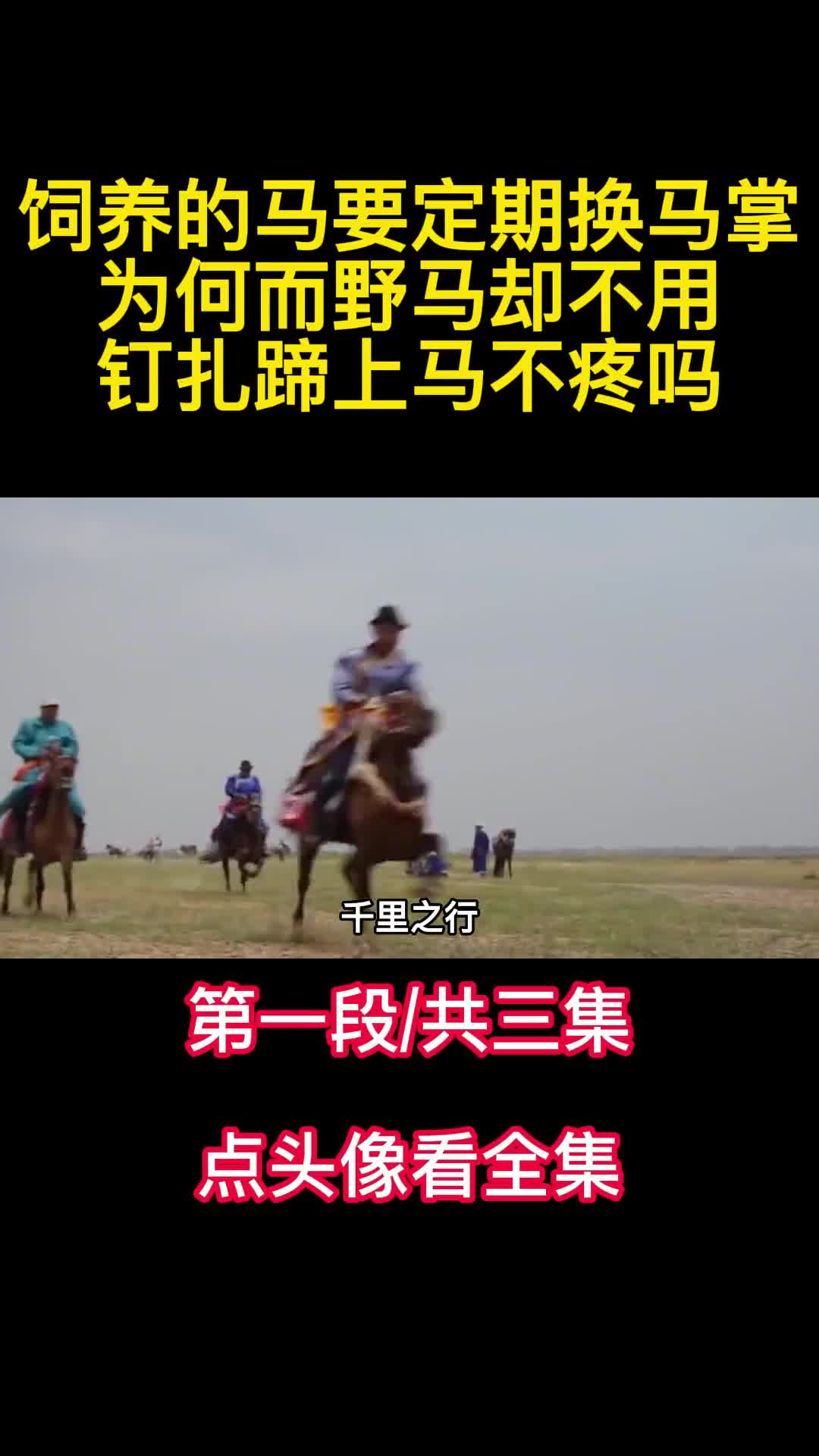 饲养的马要定期换马掌为何而野马却不用钉扎蹄上马不疼吗1