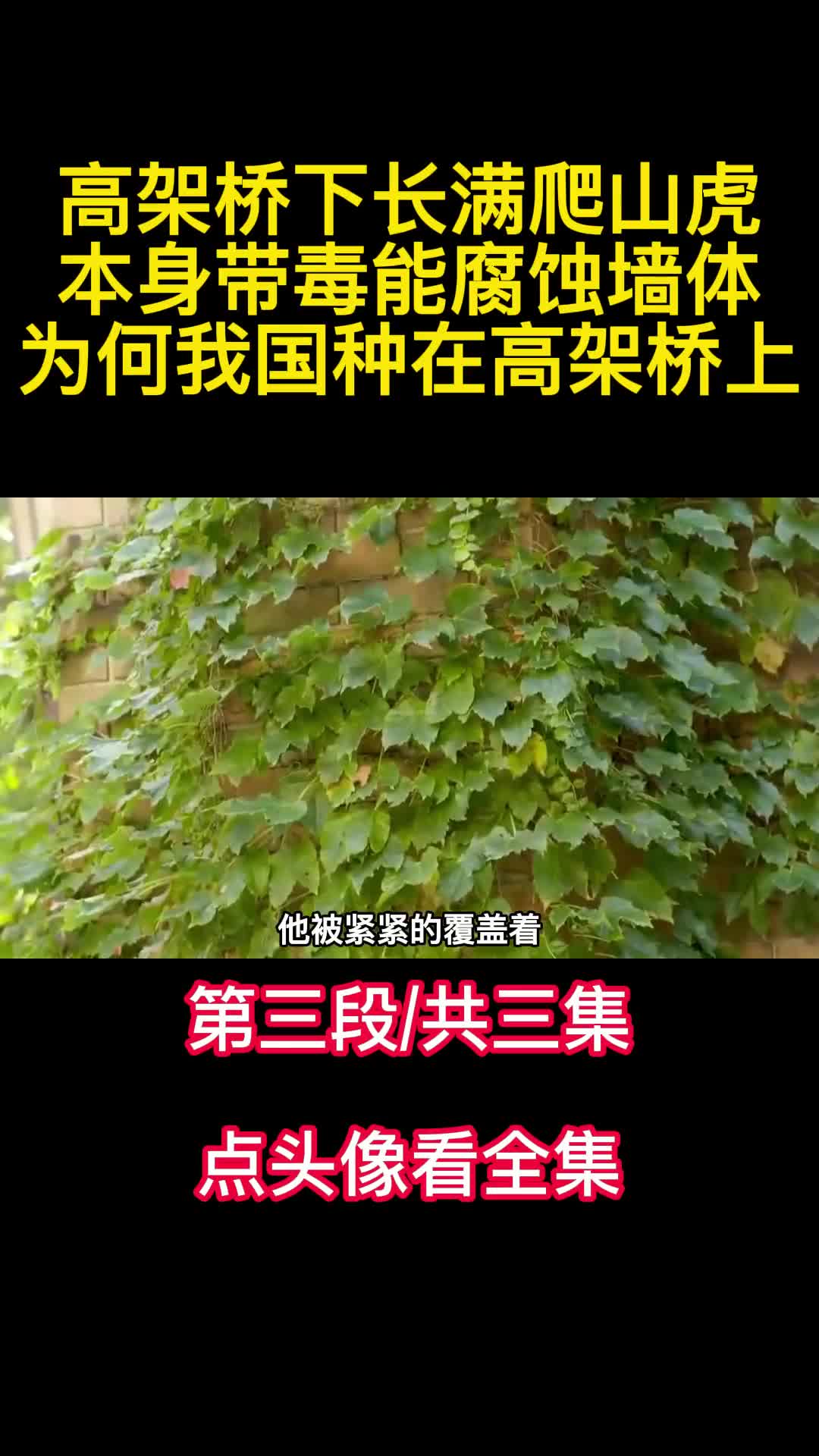 高架桥下长满爬山虎本身带毒能腐蚀墙体为何我国种在高架桥上3