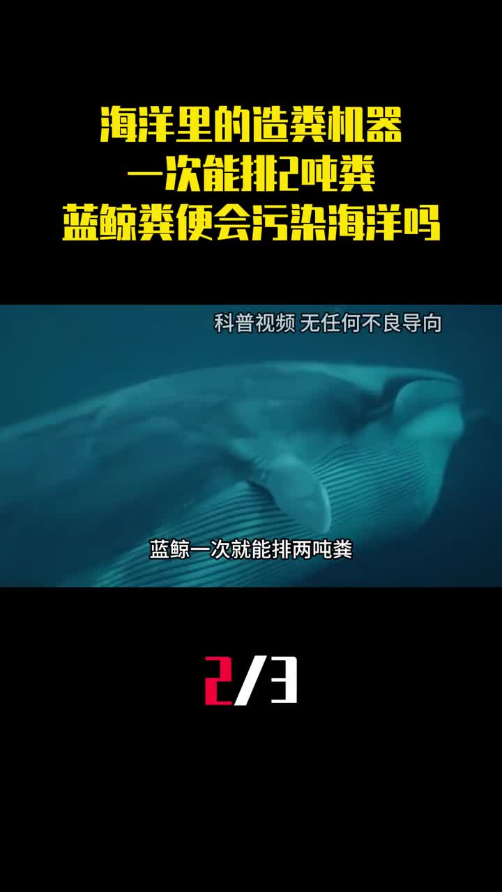 海洋里的造粪机器一次能排2吨粪蓝鲸粪便会污染海洋吗2