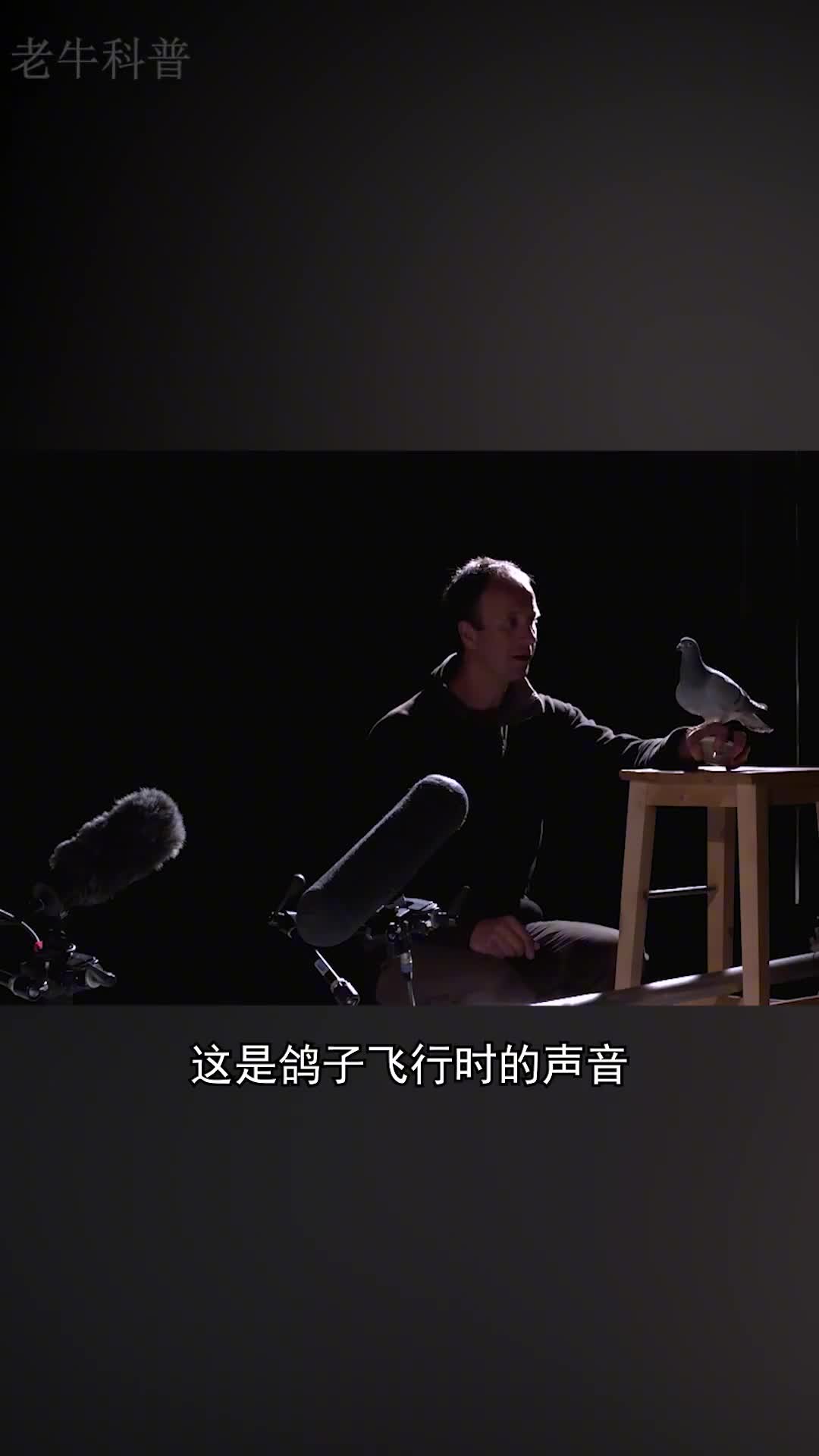 猫头鹰飞行时为什么没有声音