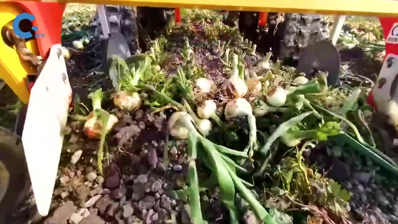不可思议的洋葱切根机在洋葱下面钻过去根部就会脱离土壤