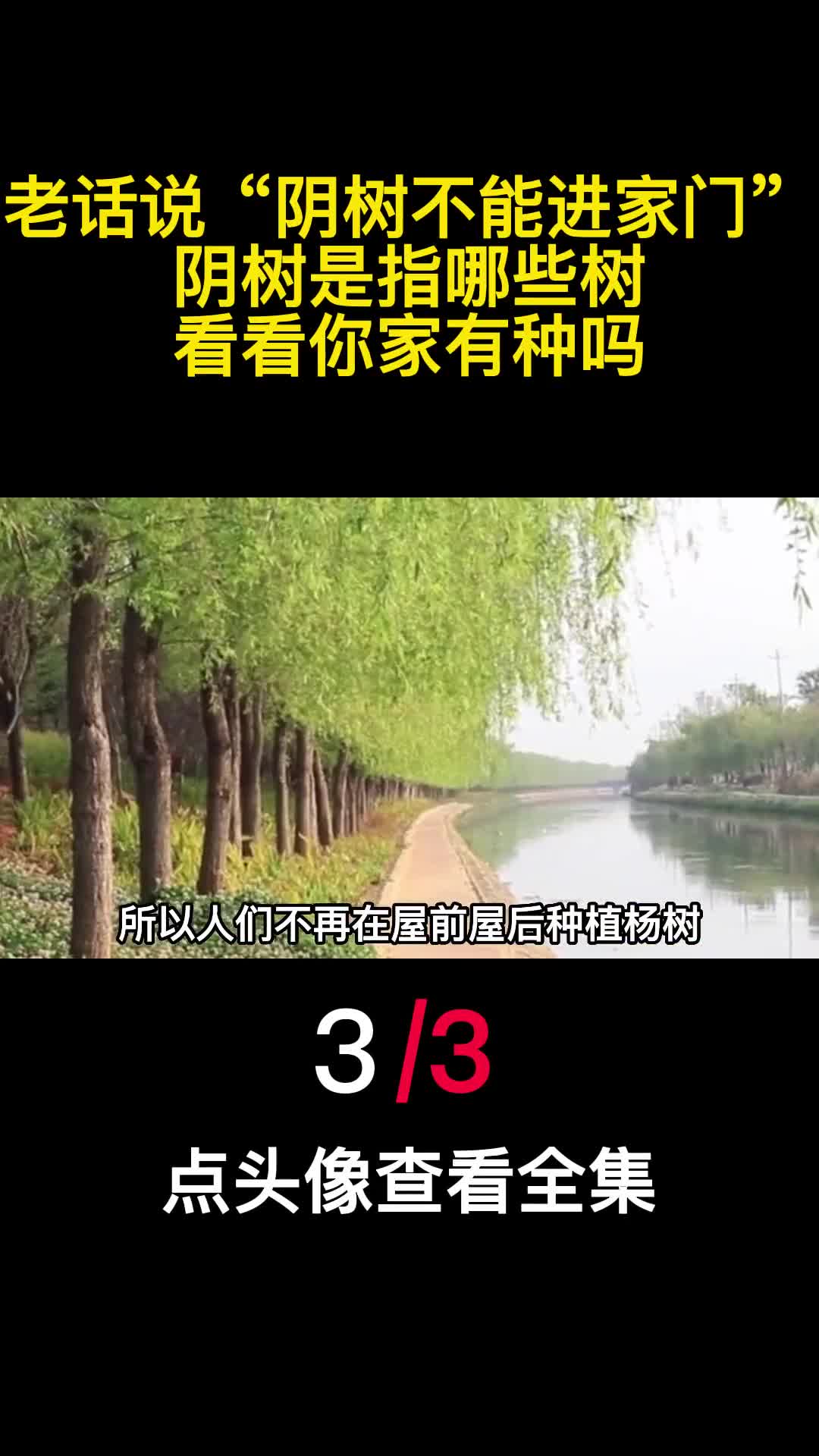 老话说阴树不能进家门阴树是指哪些树看看你家有种吗3