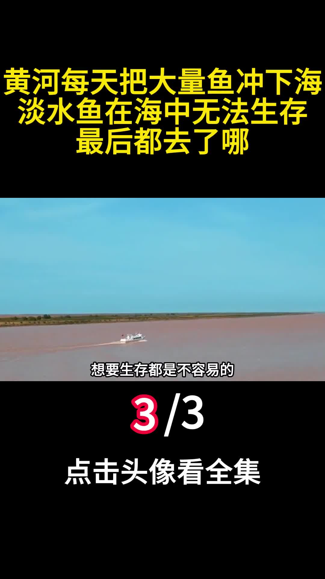 黄河每天把大量鱼冲下海淡水鱼在海中无法生存最后都去了哪3