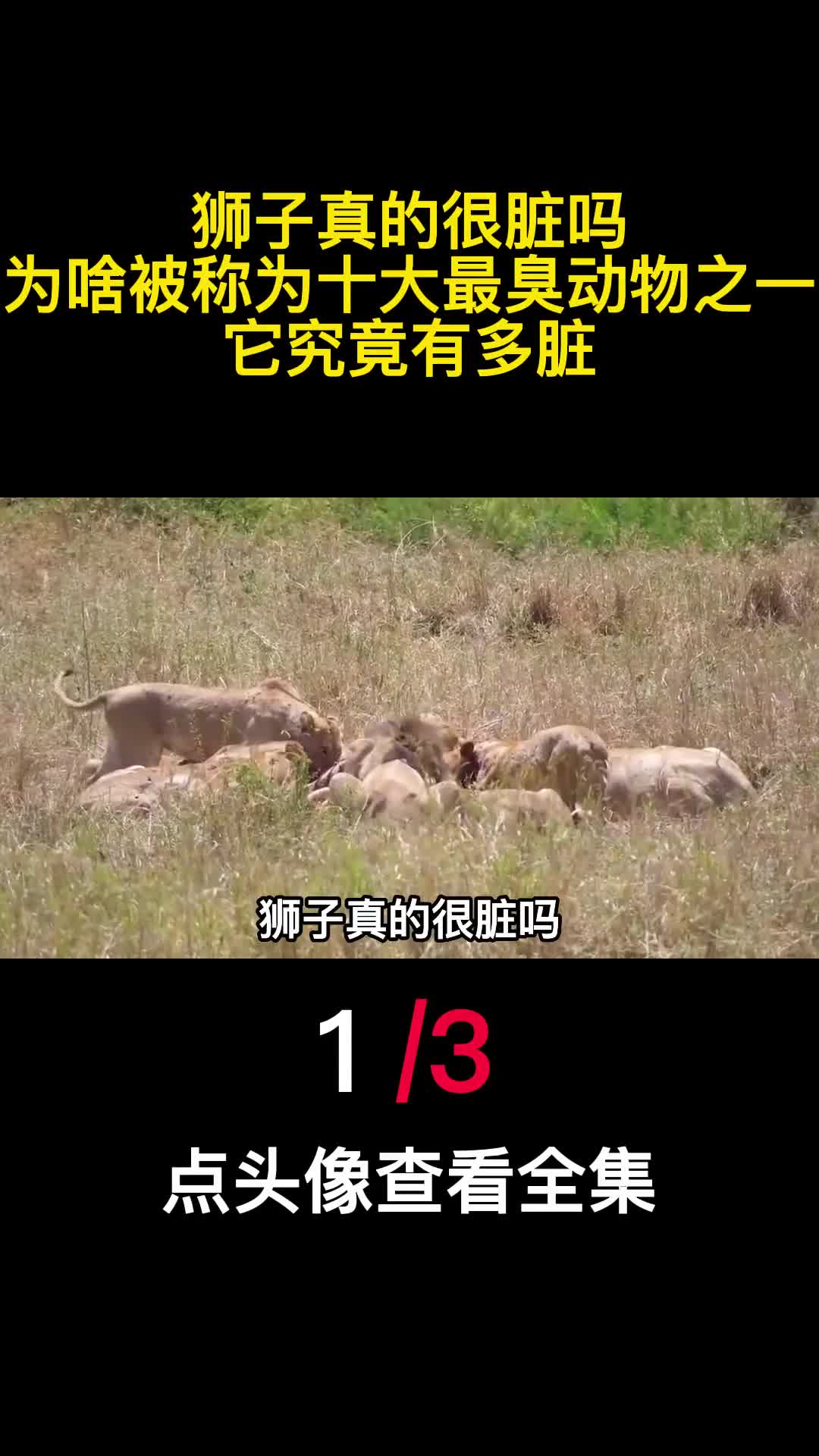 狮子真的很脏吗为啥被称为十大最臭动物之一它究竟有多脏1