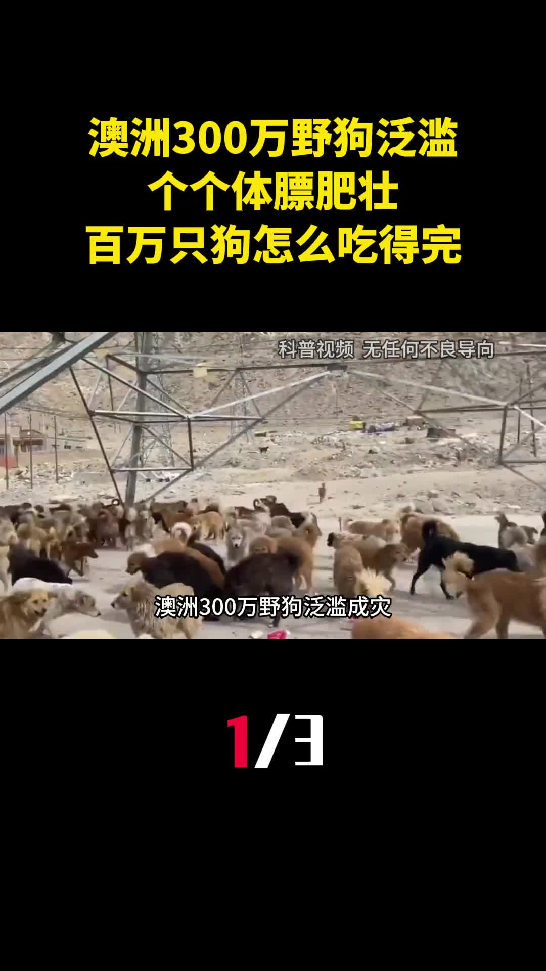 澳洲300万野狗泛滥成灾个个体膘肥壮百万只狗怎么吃得完1