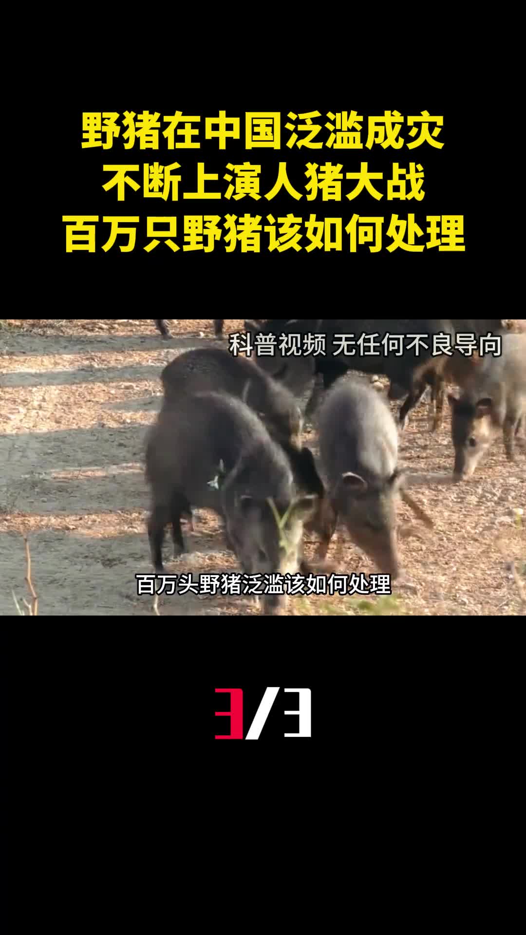 野猪在中国泛滥成灾不断上演人猪大战百万只野猪该如何处理3