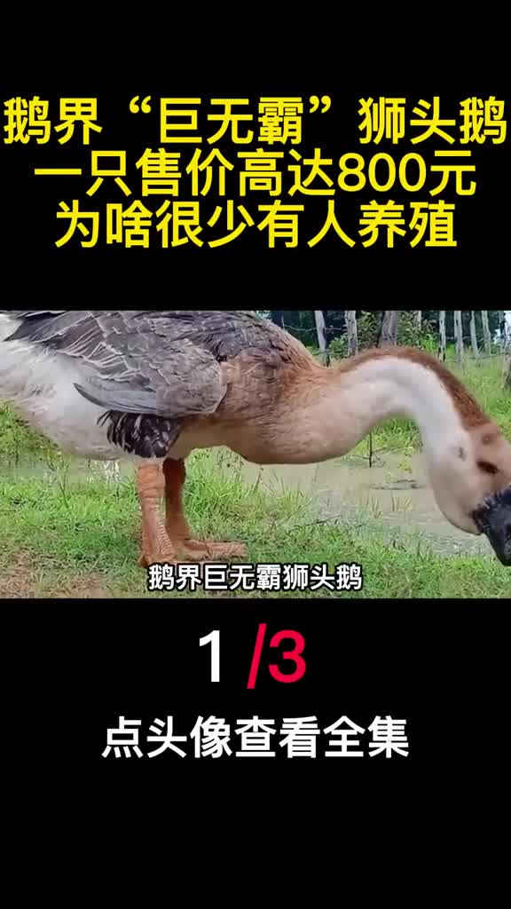 鹅界巨无霸狮头鹅一只售价高达800元为啥很少有人养殖1