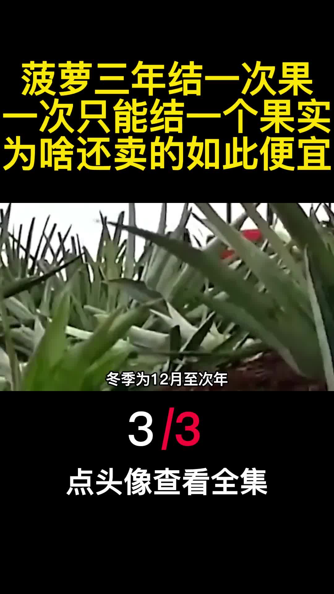 菠萝三年结一次果一次只能结一个果实为啥还卖的如此便宜3