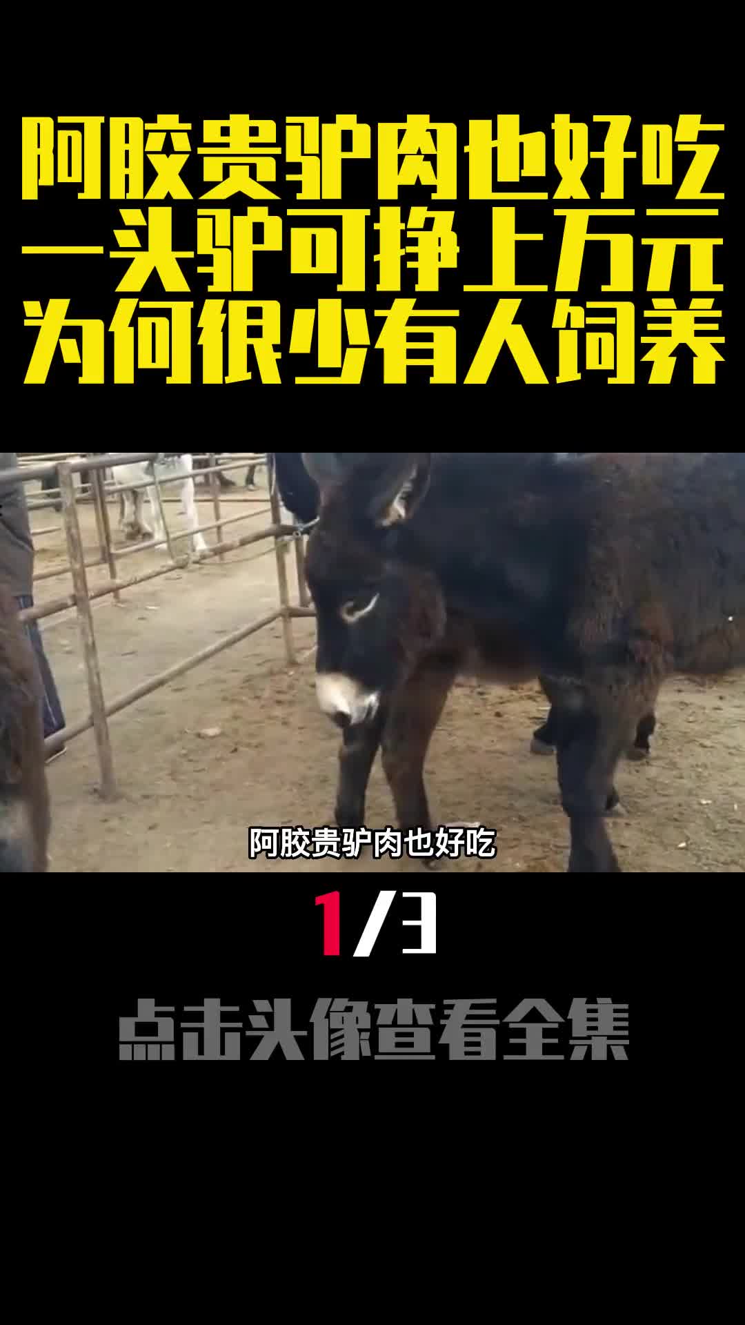 阿胶贵驴肉也好吃一头驴可挣上万元为何很少有人饲养1