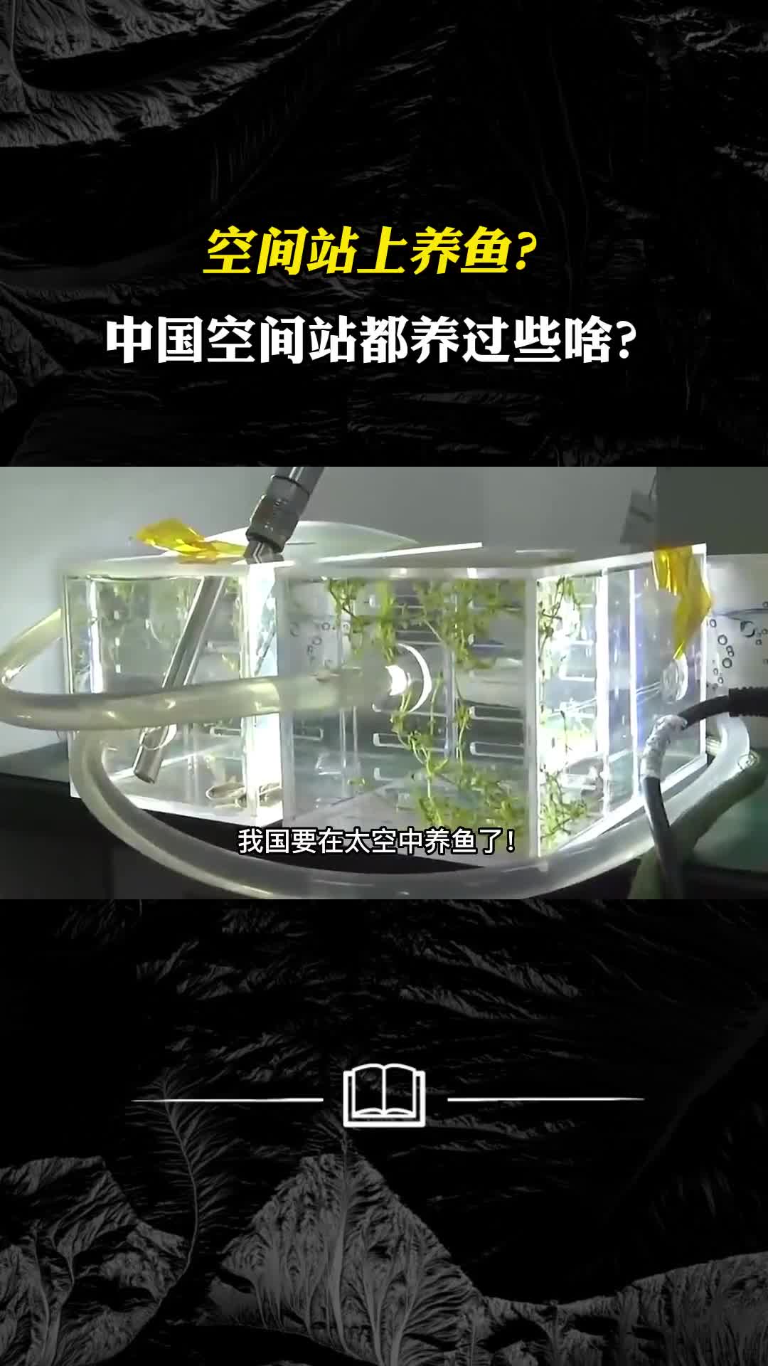 鱼也有上天的一日空间站要养鱼中国空间站都养过些啥
