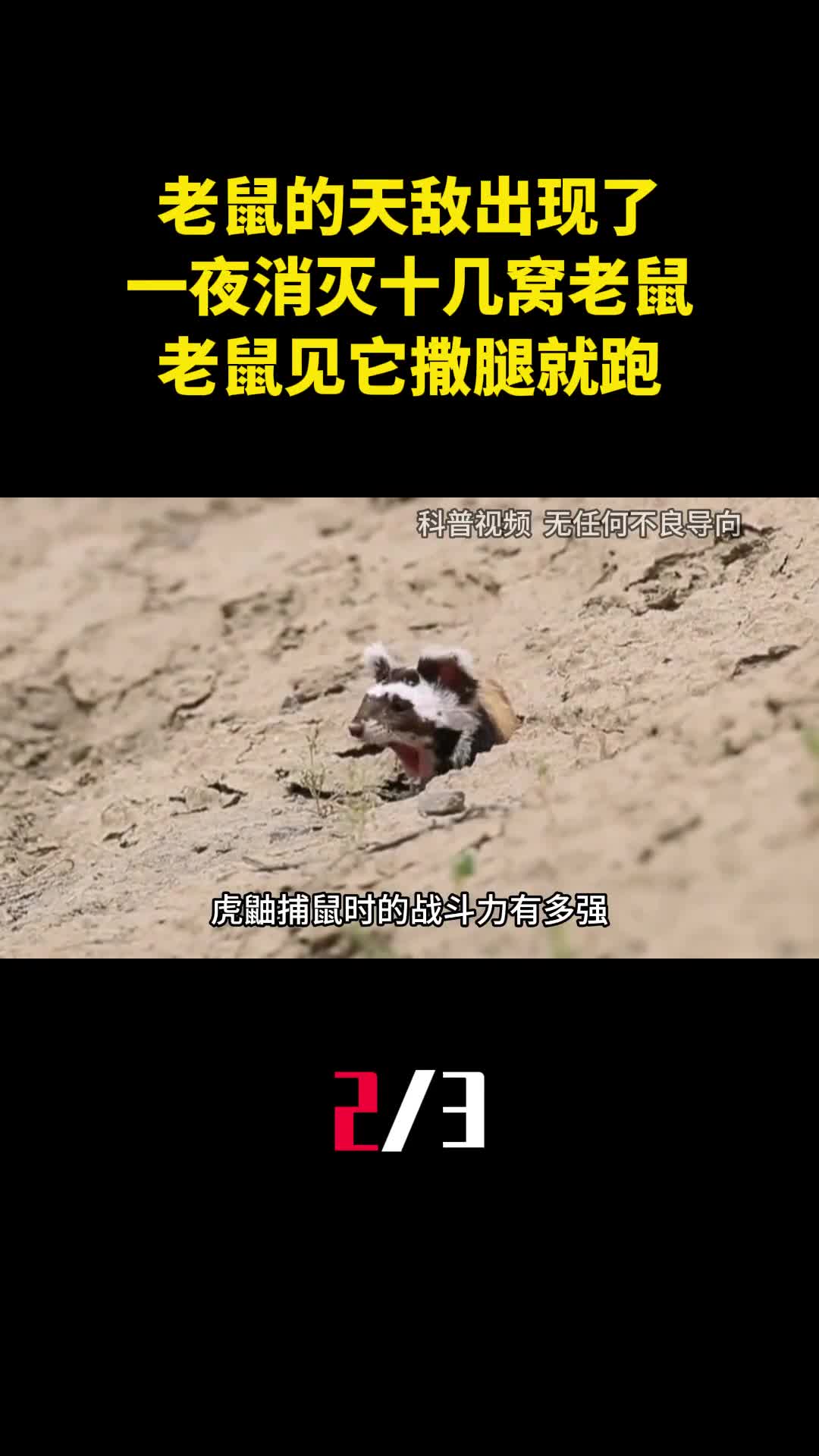 老鼠的天敌出现了一夜消灭十几窝老鼠老鼠见它撒腿就跑2