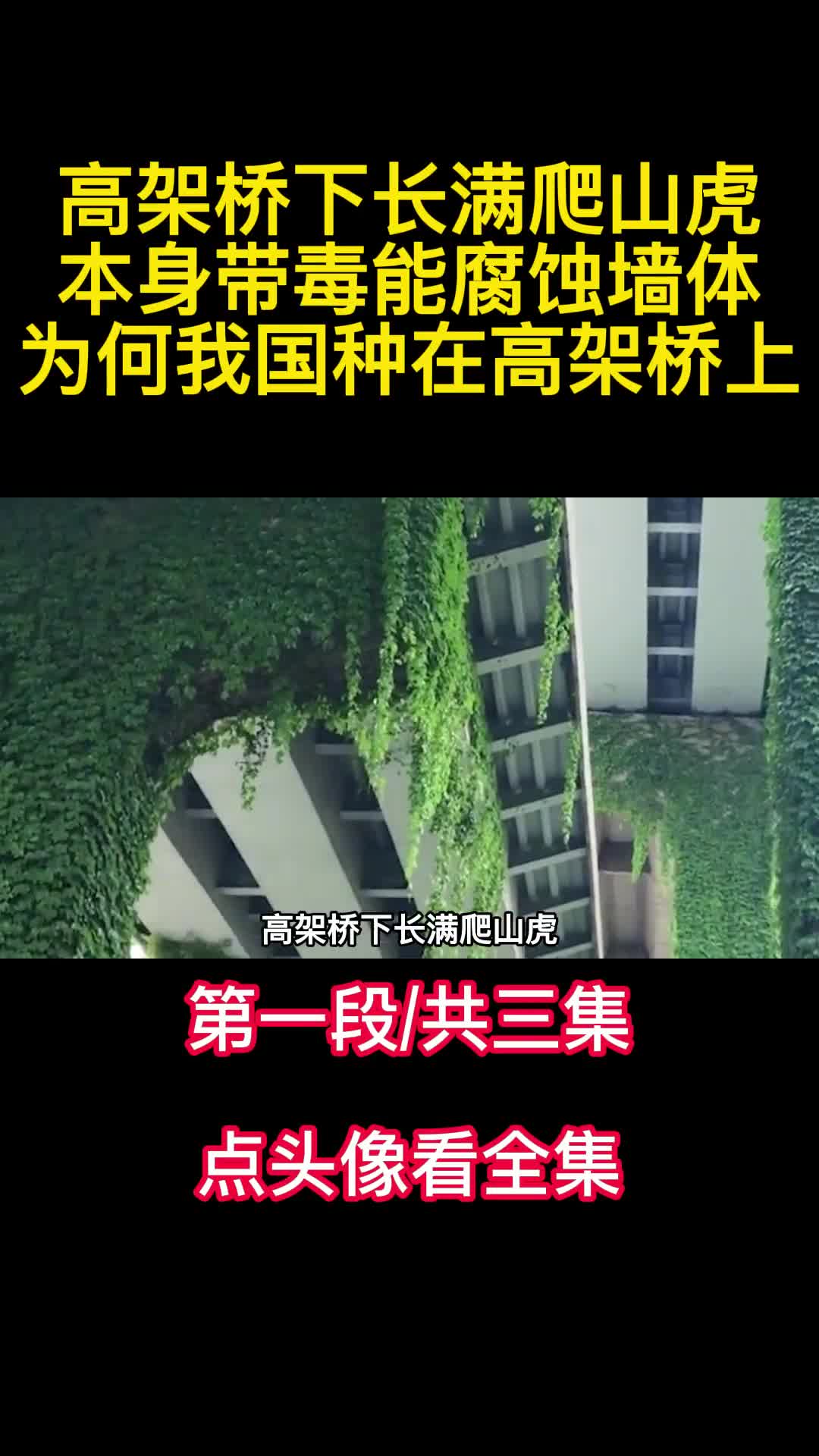 高架桥下长满爬山虎本身带毒能腐蚀墙体为何我国种在高架桥上1