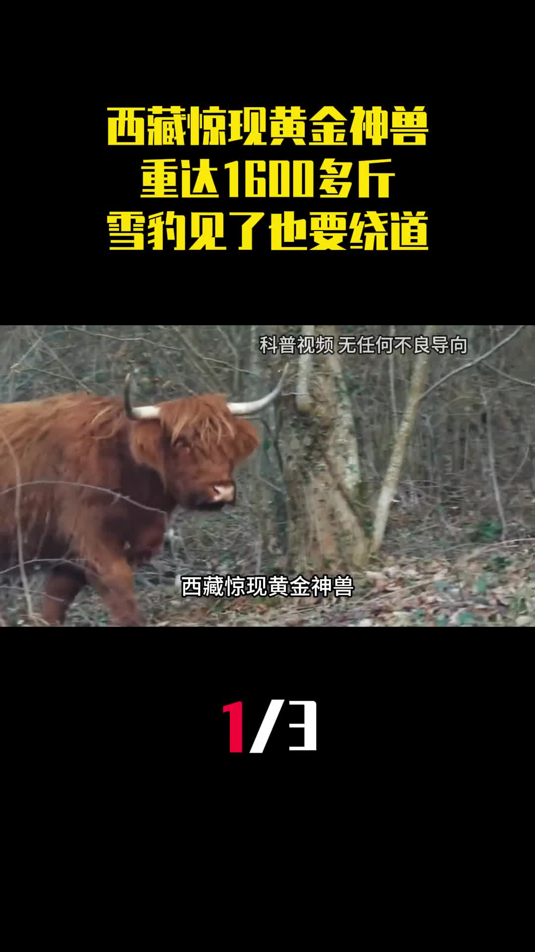 西藏惊现黄金神兽重达1600多斤雪豹见了也要绕道走1