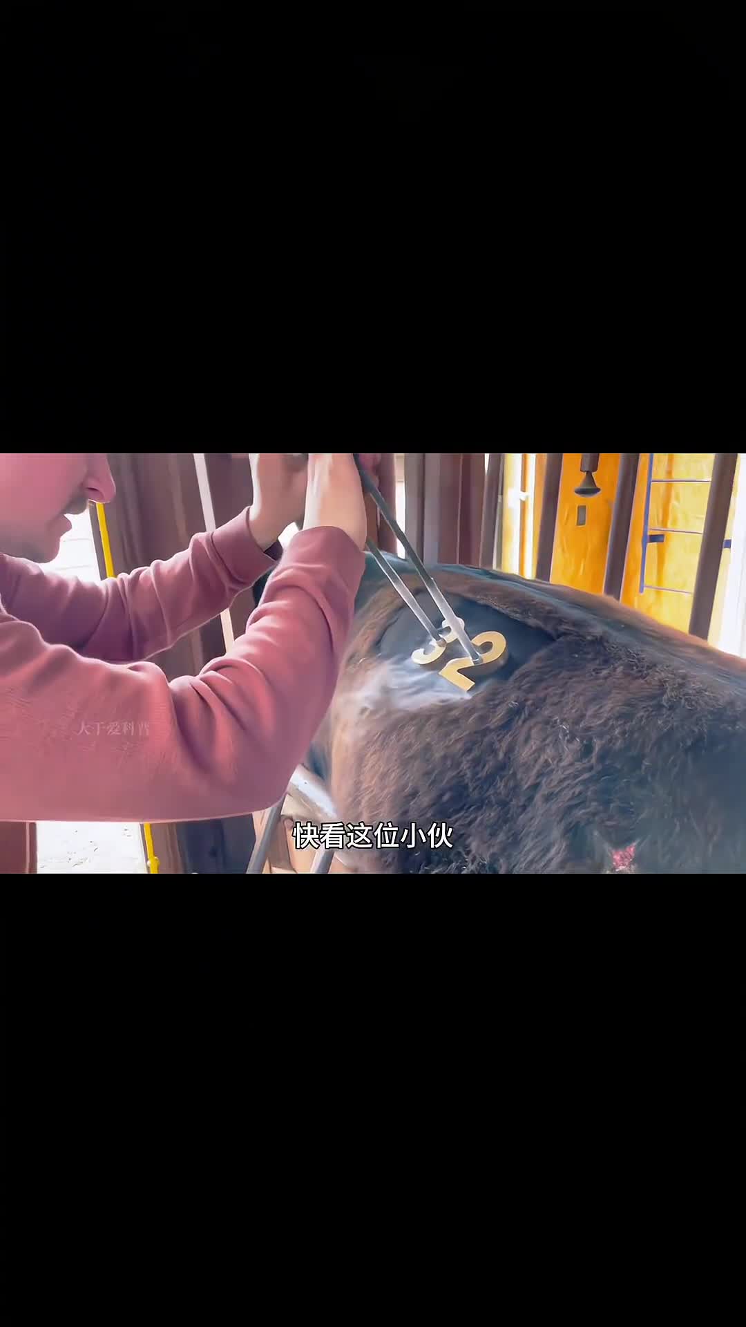 液氮烙号法给牛打标记液氮烙号法给牛打标记