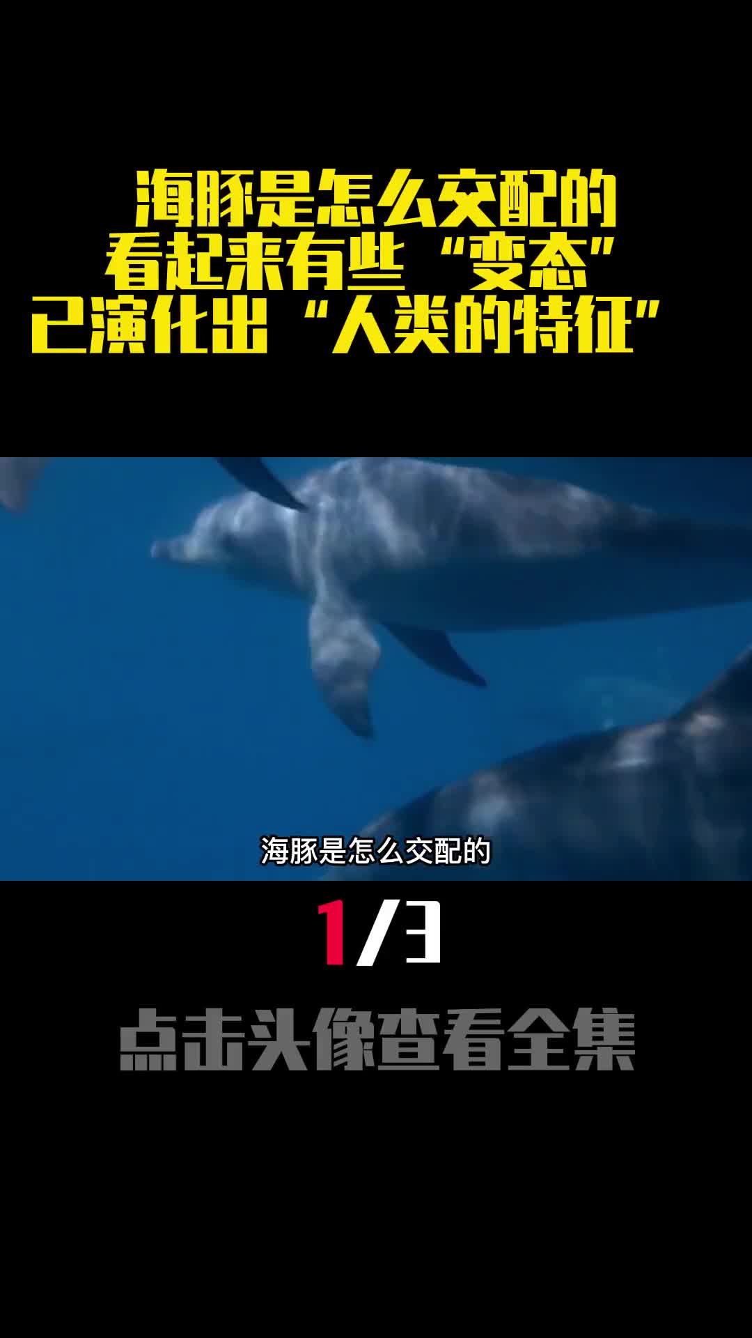 海豚是怎么交配的看起来有些变态已演化出人类的特征