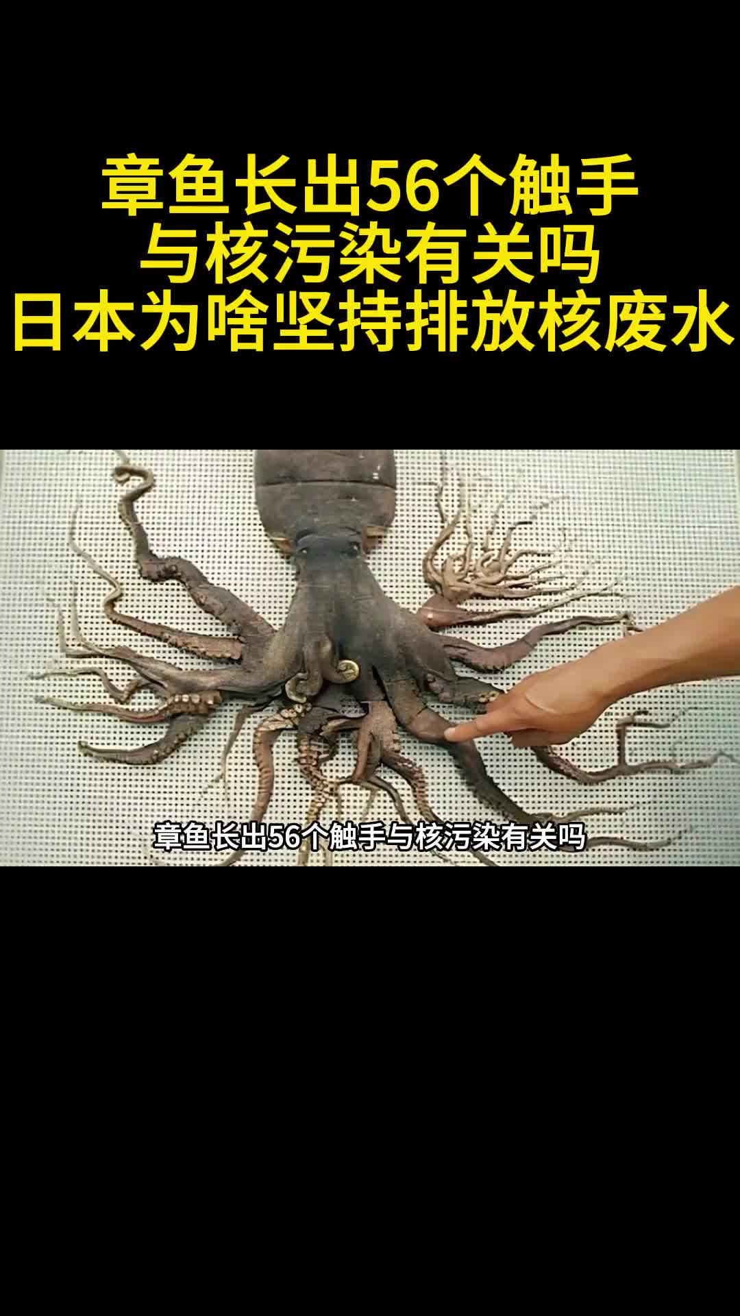 章鱼长出56个触手与核污染有关吗日本为啥坚持排放核废水