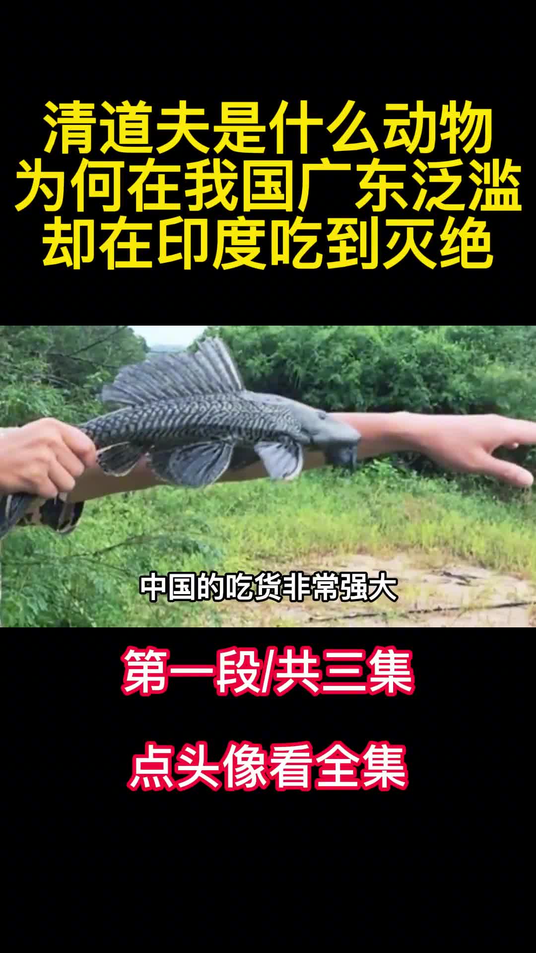 清道夫是什么动物为何在我国广东泛滥却在印度吃到灭绝1