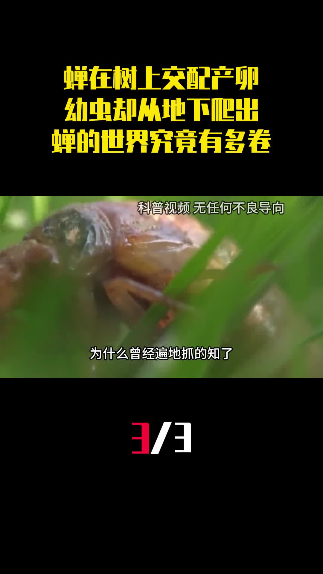 蝉在树上交配产卵幼虫却从地下爬出蝉的世界究竟有多卷3
