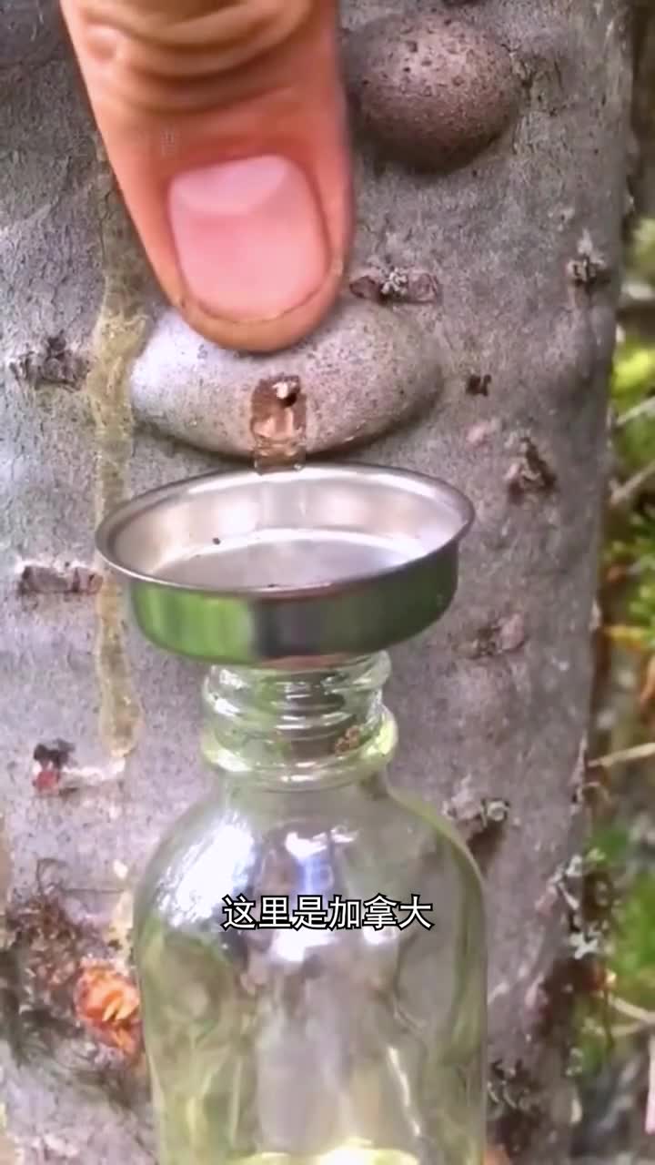 需要挤痘痘的树