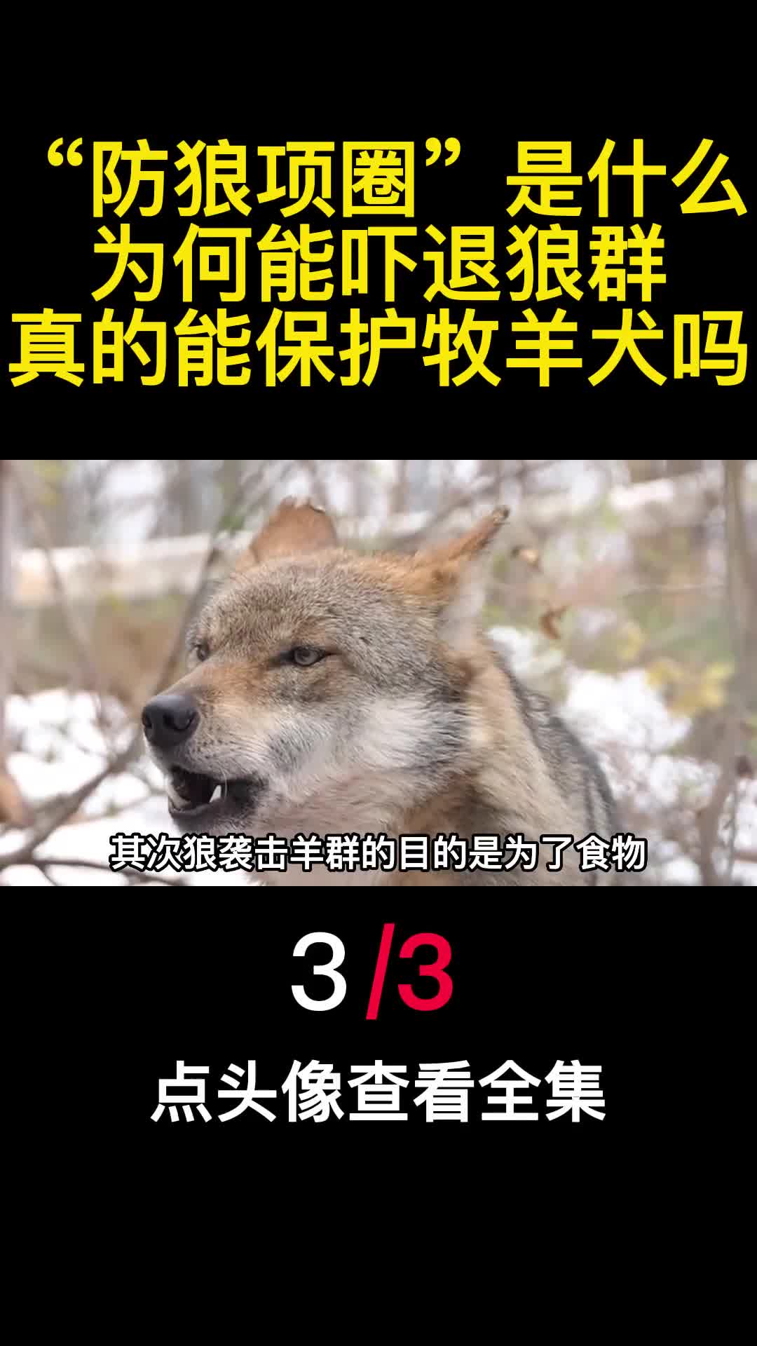 防狼项圈是什么为何能吓退狼群真的能保护牧羊犬吗3