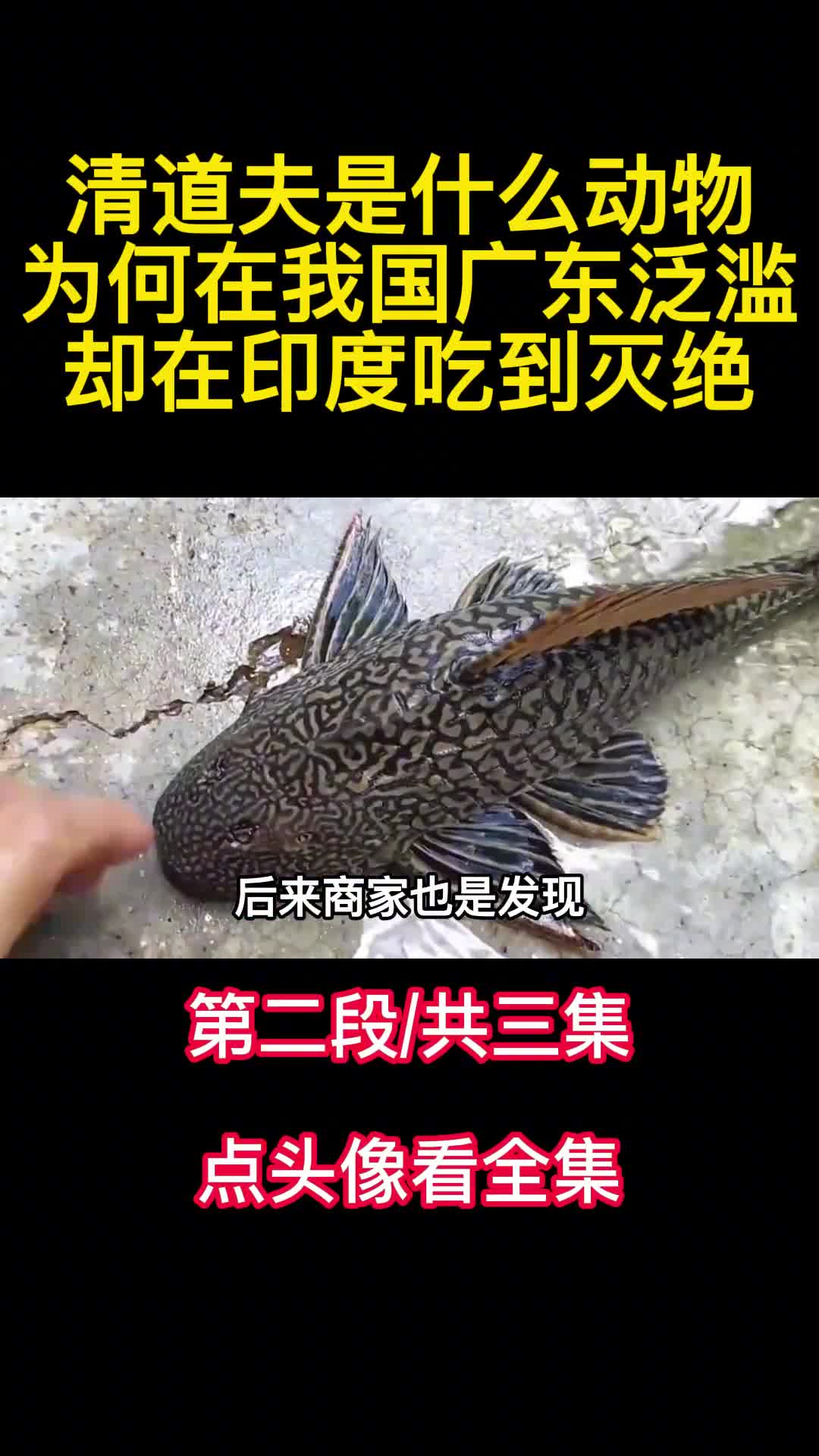 清道夫是什么动物为何在我国广东泛滥却在印度吃到灭绝2