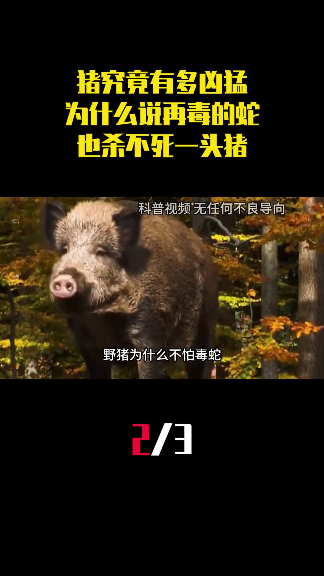 猪究竟有多凶猛为什么说再毒的蛇也杀不死一头猪2