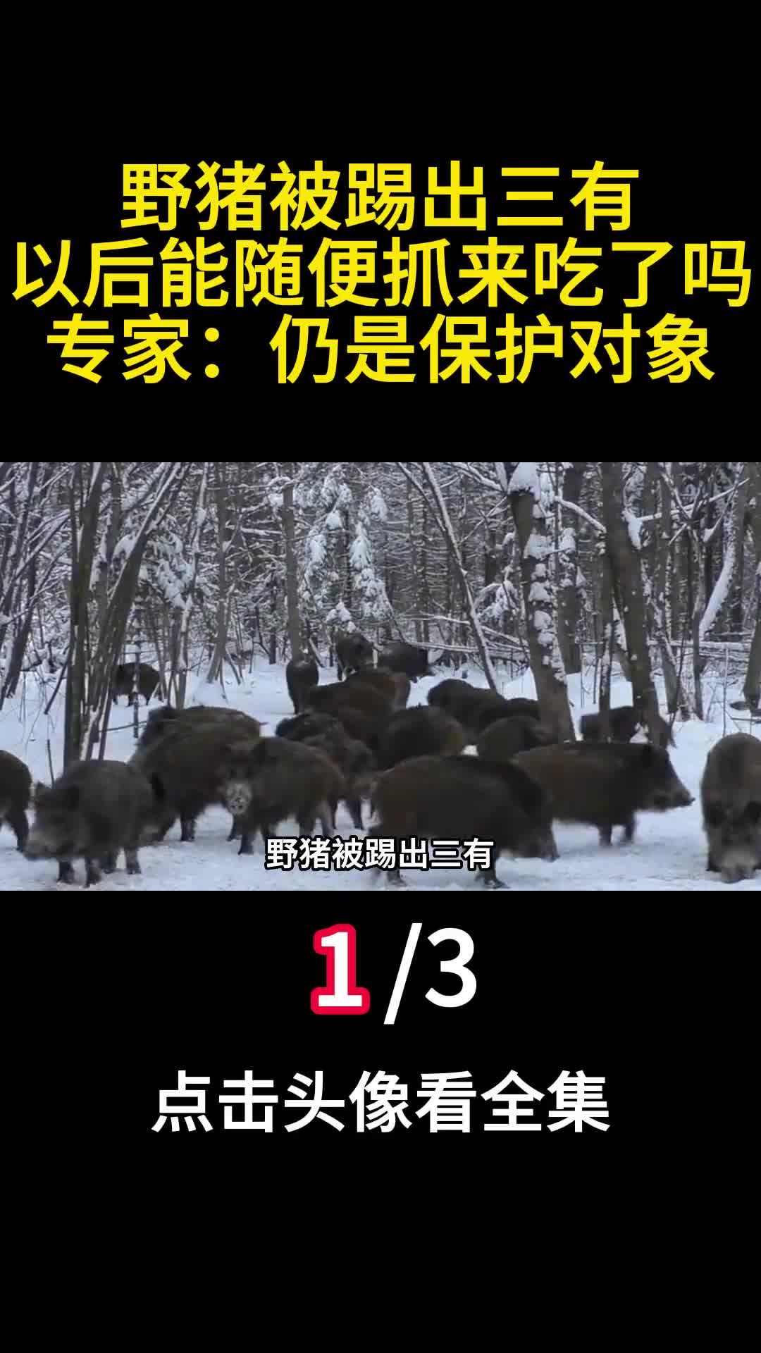 野猪被踢出三有以后能随便抓来吃了吗专家仍是保护对象一
