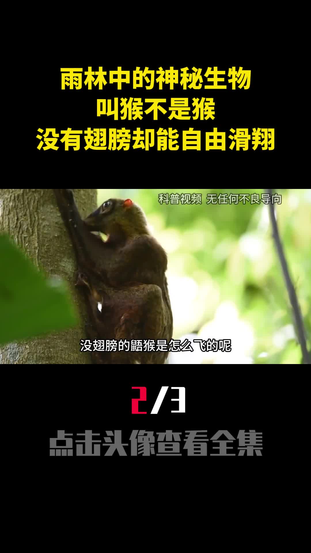 雨林中的神秘生物叫猴不是猴没有翅膀却能在丛林自由滑翔2