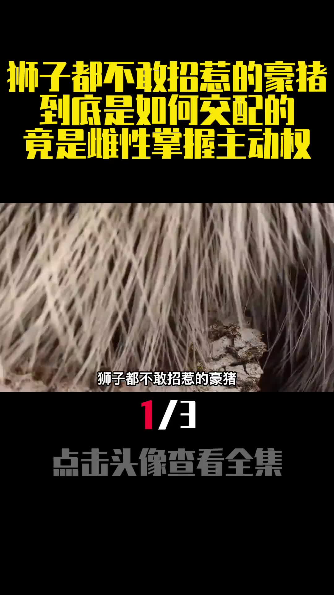 狮子都不敢招惹的豪猪到底是如何交配的竟是雌性掌握主动权1