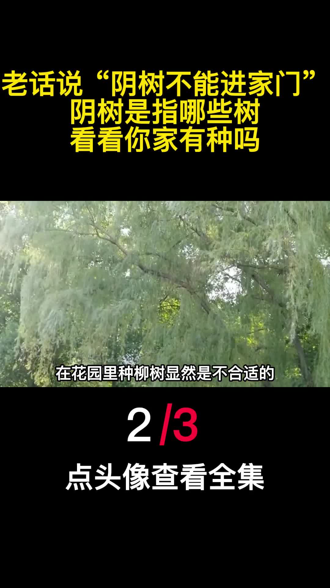 老话说阴树不能进家门阴树是指哪些树看看你家有种吗2