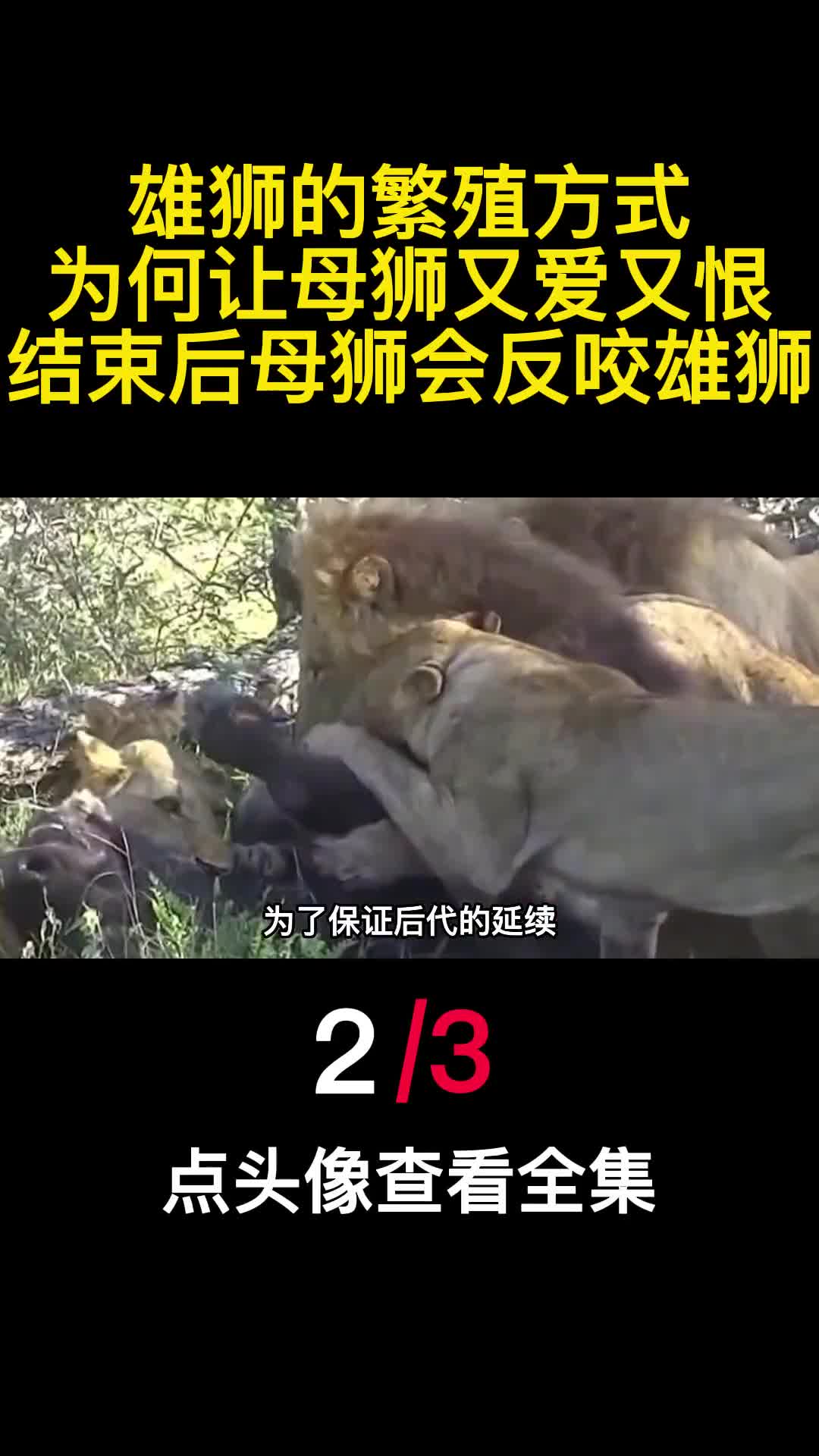 雄狮的繁殖方式为何让母狮又爱又恨结束后母狮会反咬雄狮2