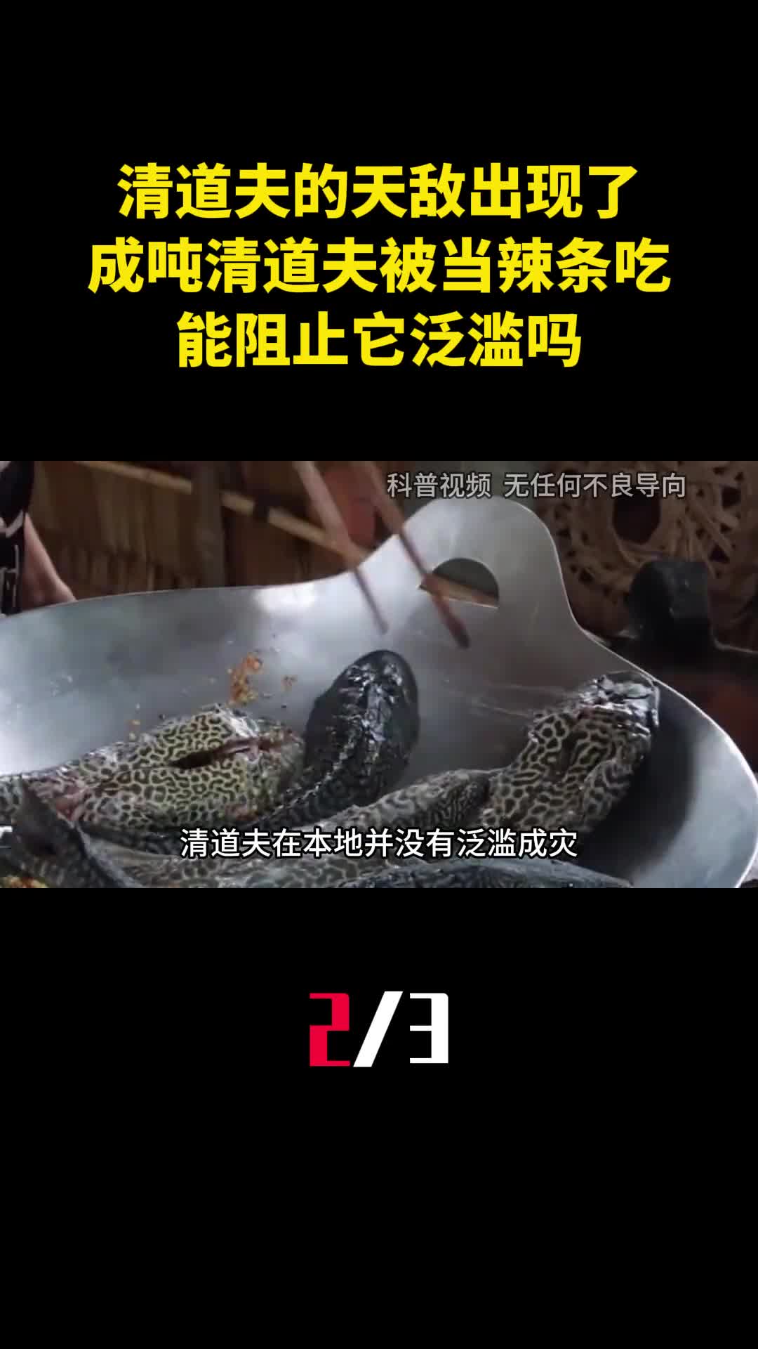 清道夫的天敌出现了成吨清道夫被当辣条吃能阻止它泛滥吗2