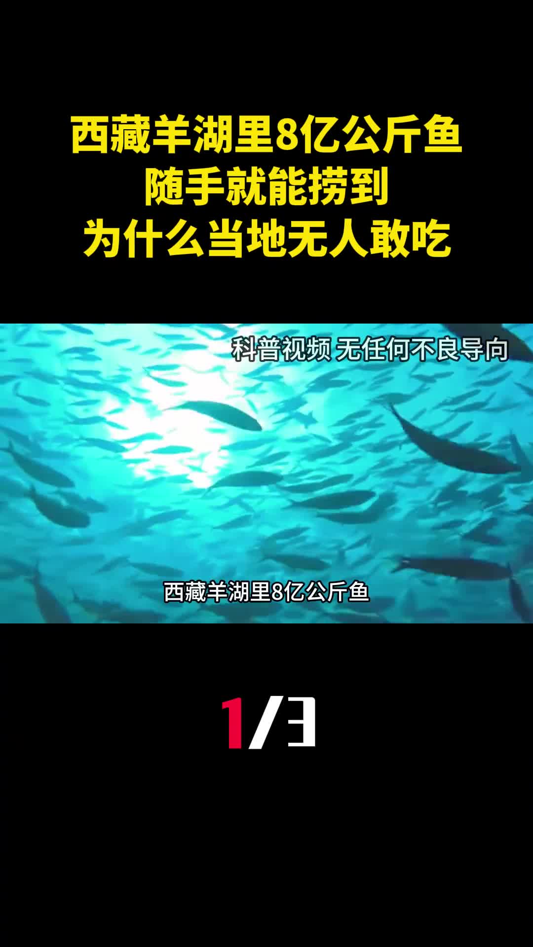 西藏羊湖里8亿公斤鱼随手就能捞到为什么当地无人敢吃1