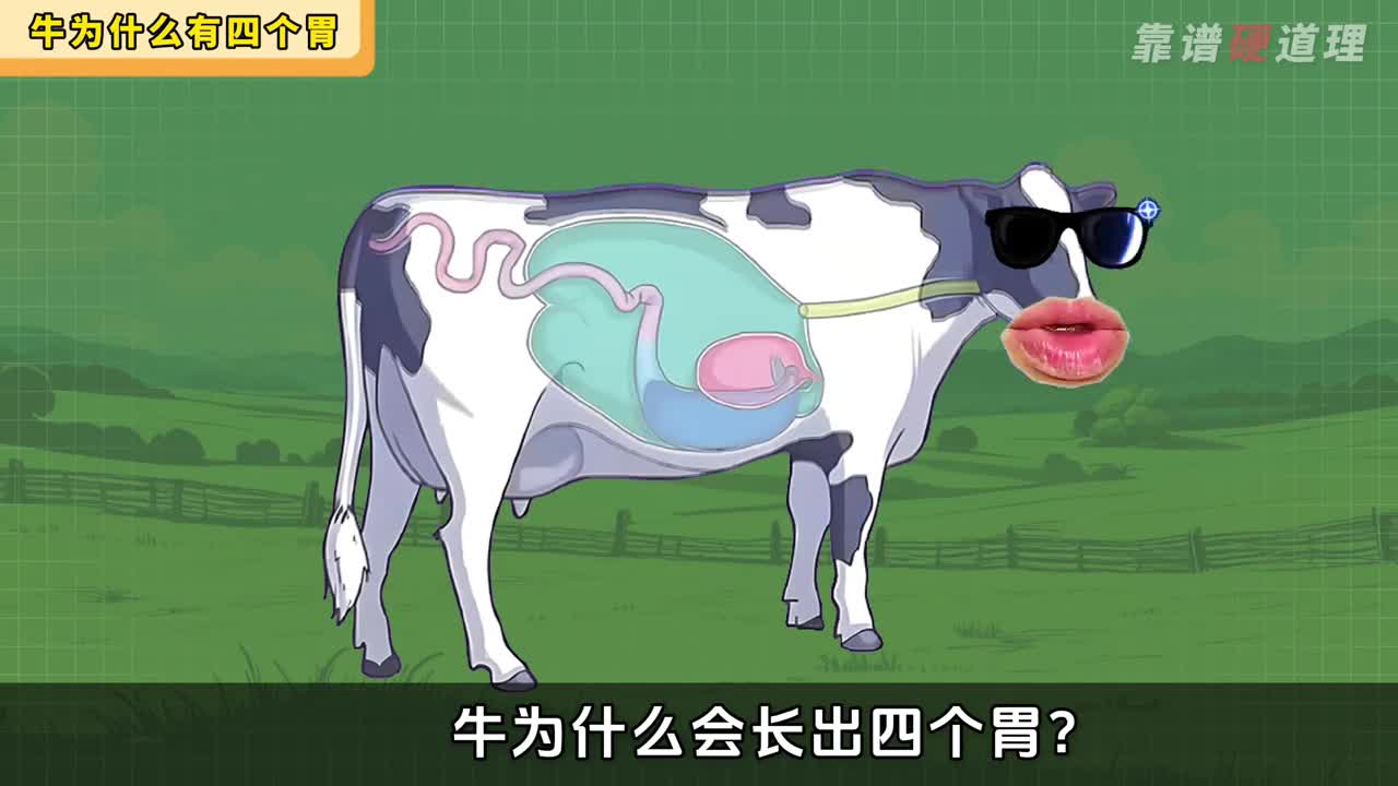 牛的四个胃哪个是你最爱的部位