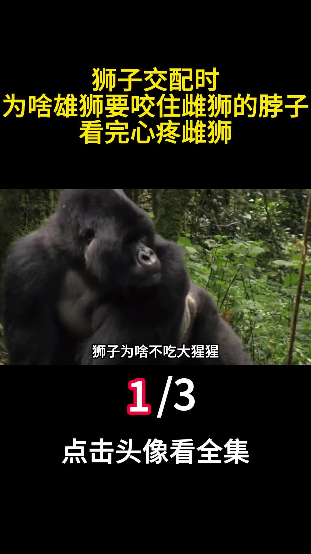 狮子为啥不吃大猩猩难道是打不过大猩猩的战斗力究竟有多强1