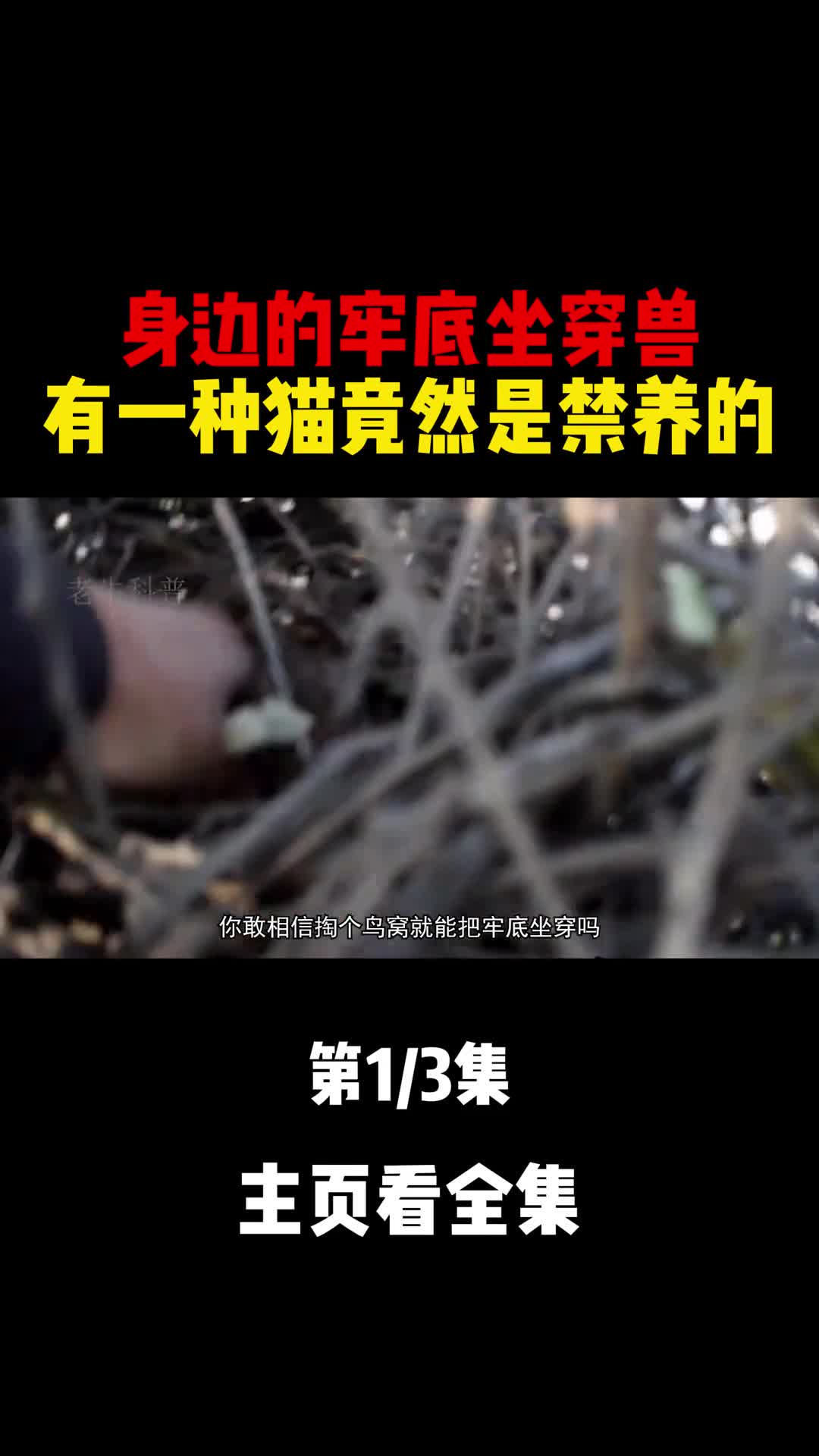 身边的牢底坐穿兽有一种猫竟然是禁养的