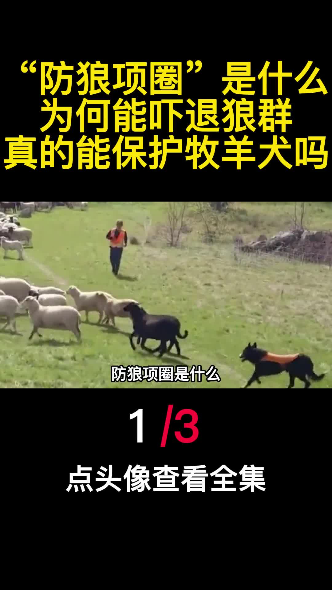 防狼项圈是什么为何能吓退狼群真的能保护牧羊犬吗1