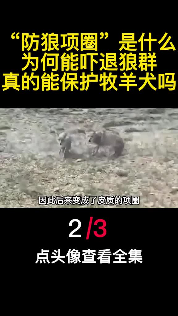 防狼项圈是什么为何能吓退狼群真的能保护牧羊犬吗2