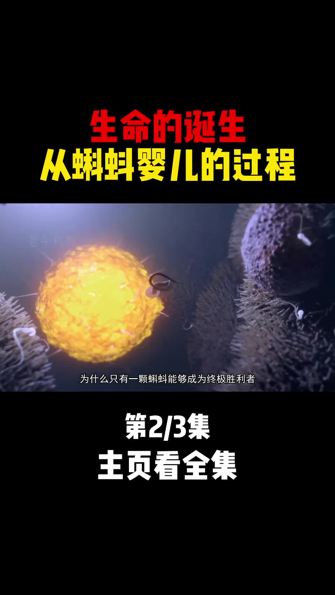 生命的诞生从蝌蚪婴儿的过程