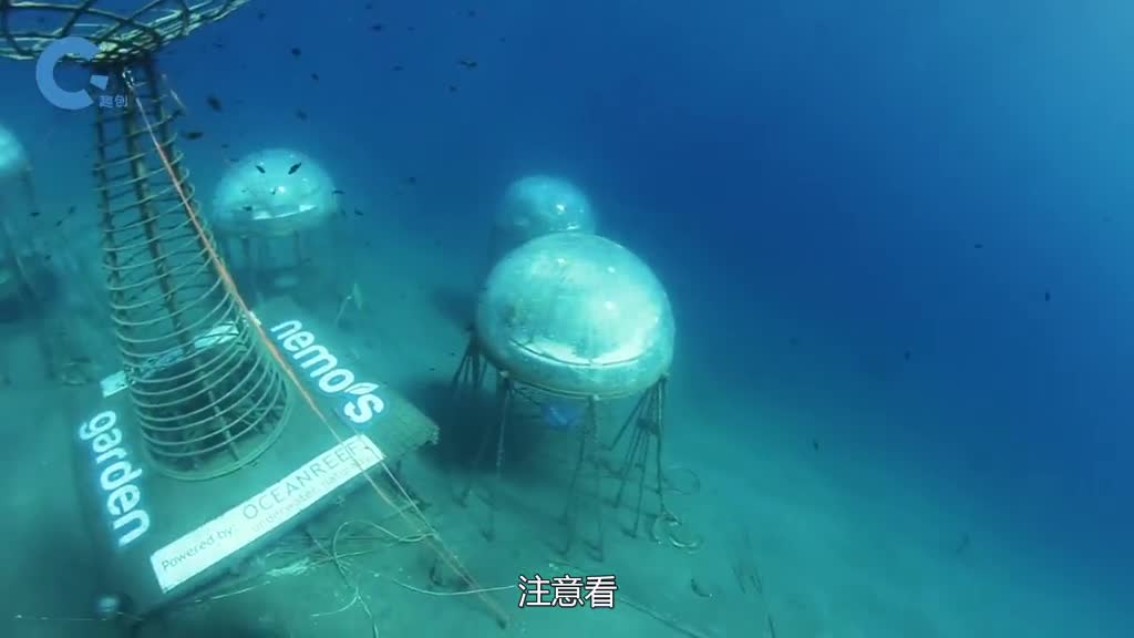 不可思议的海底蘑菇将菜种在里面