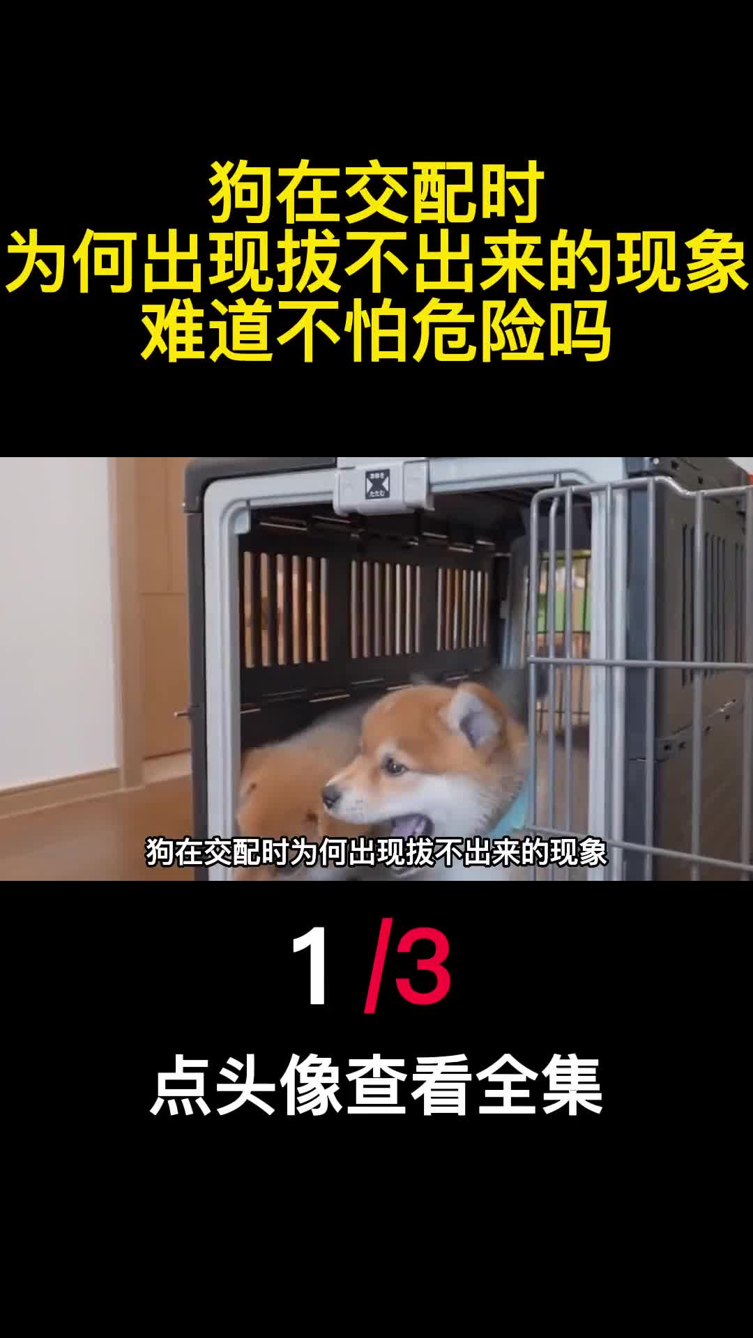 狗在交配时为何出现拔不出来的现象难道不怕危险吗1