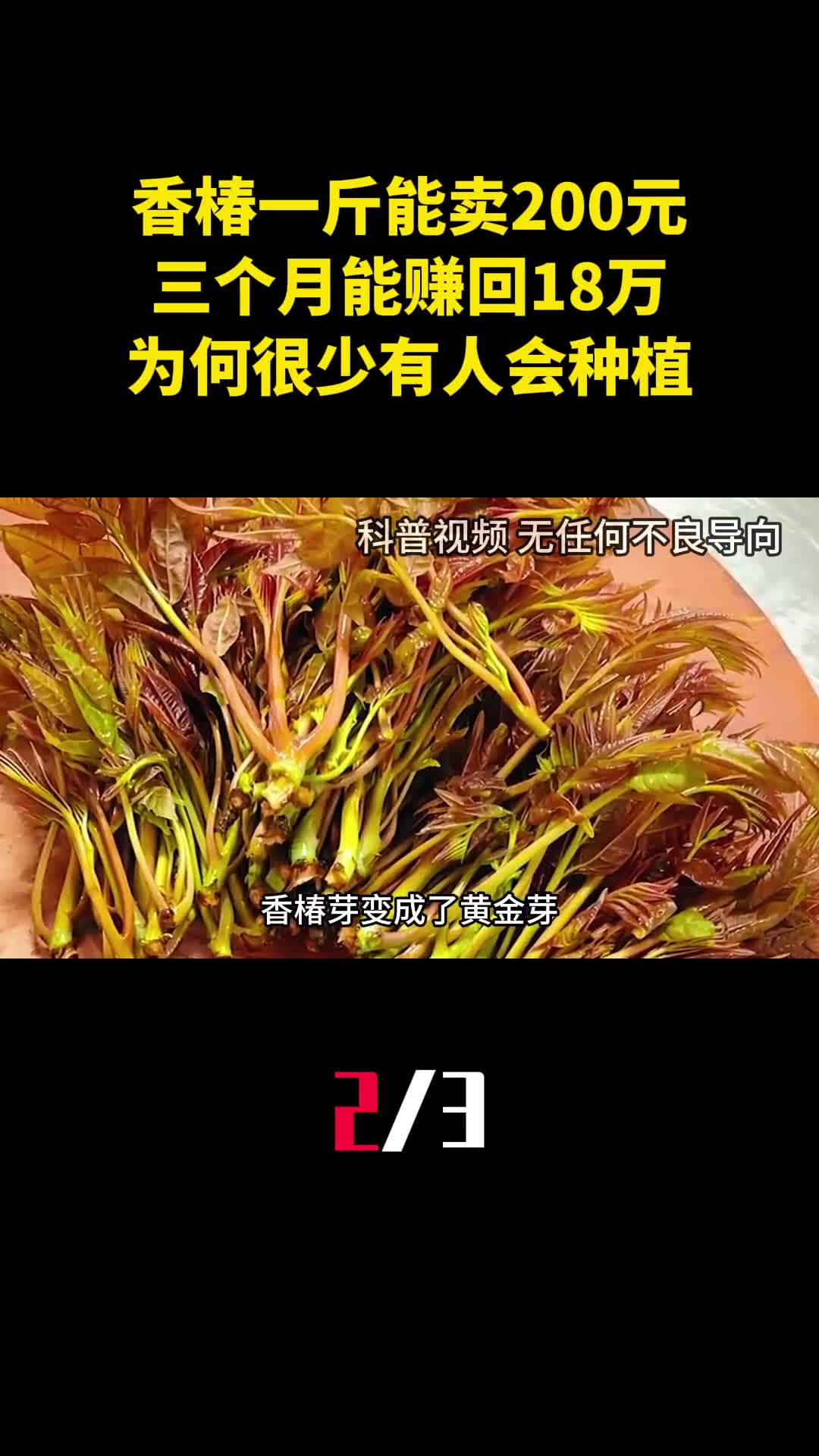 香椿一斤能卖200元三个月能赚回18万为何很少有人会种植2